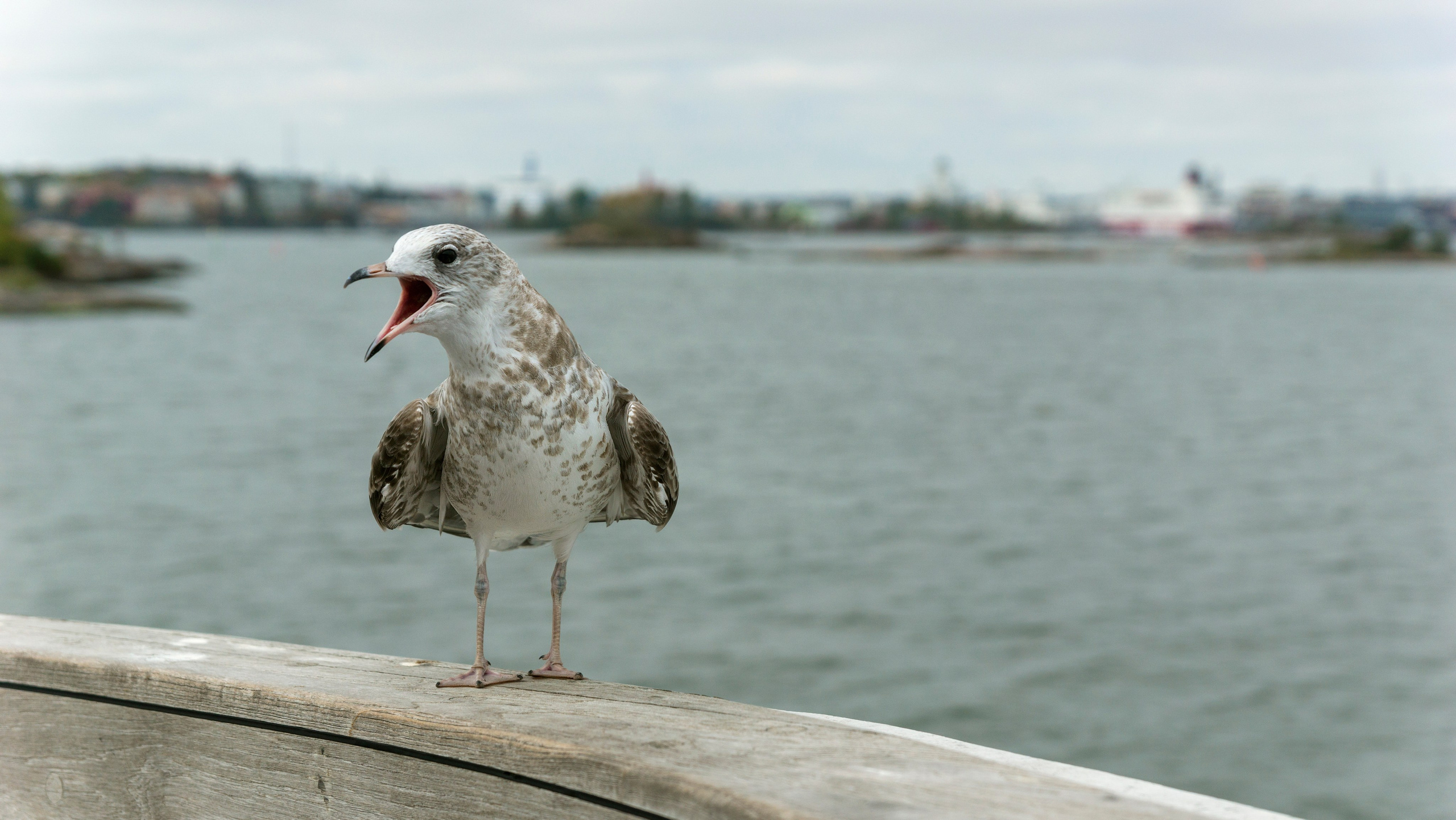 Хельсинки. Фотограф-путешественник Самойлов Максим «Sly Fox»