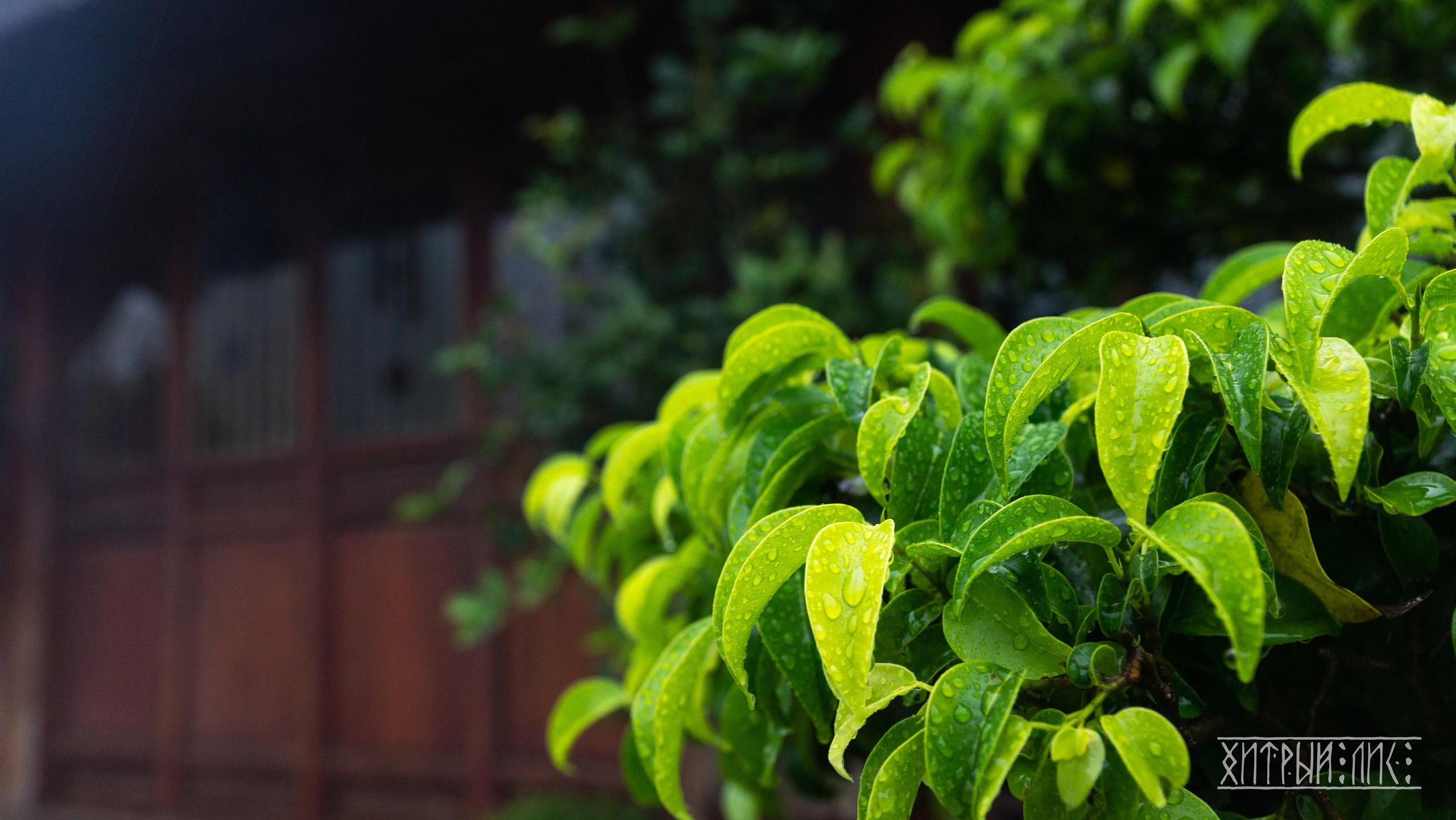 Вьетнам. Фотограф-путешественник Самойлов Максим «Sly Fox»