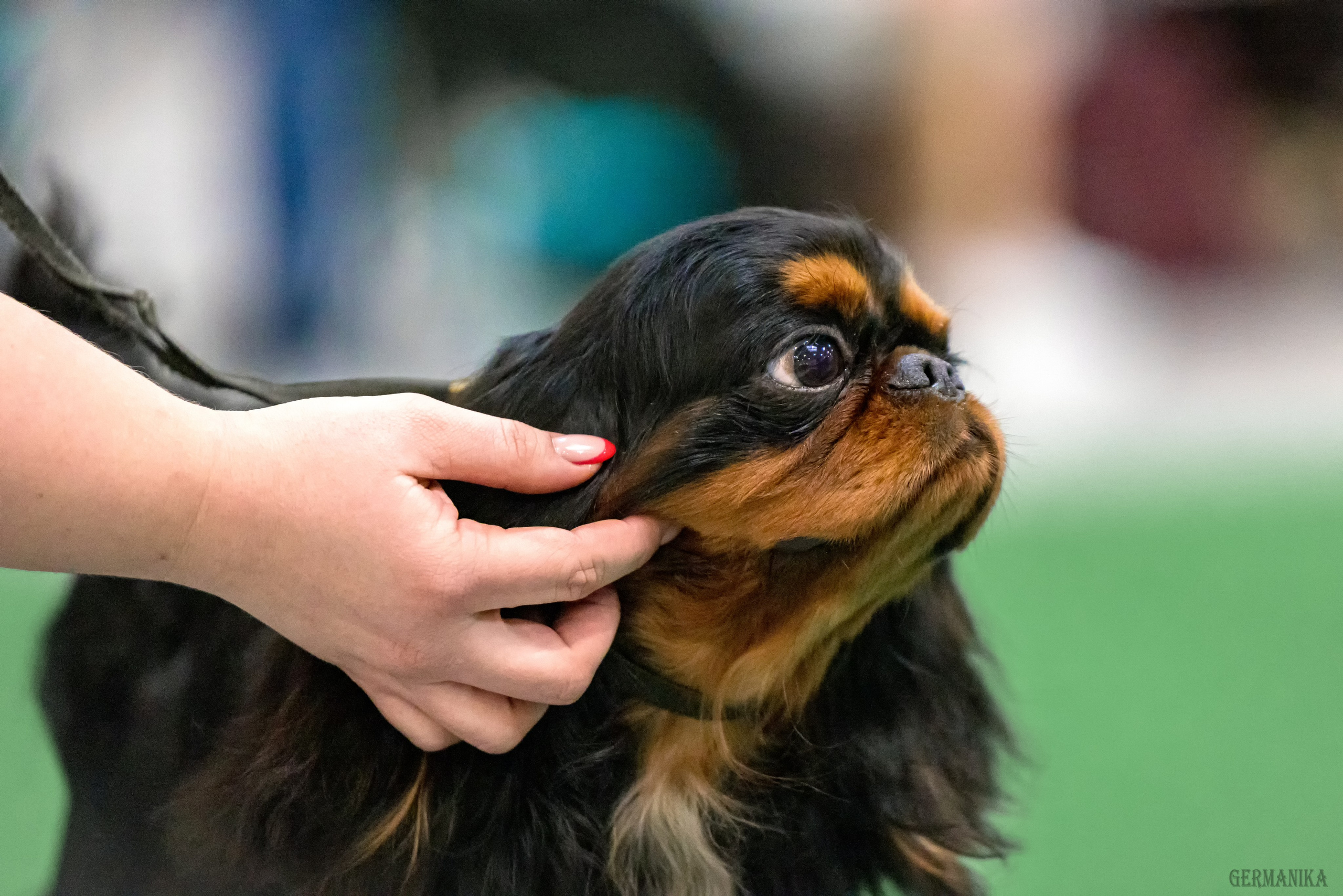 Сабанеевка 26-27.01.2024. Фотограф-анималист Юлия Германика