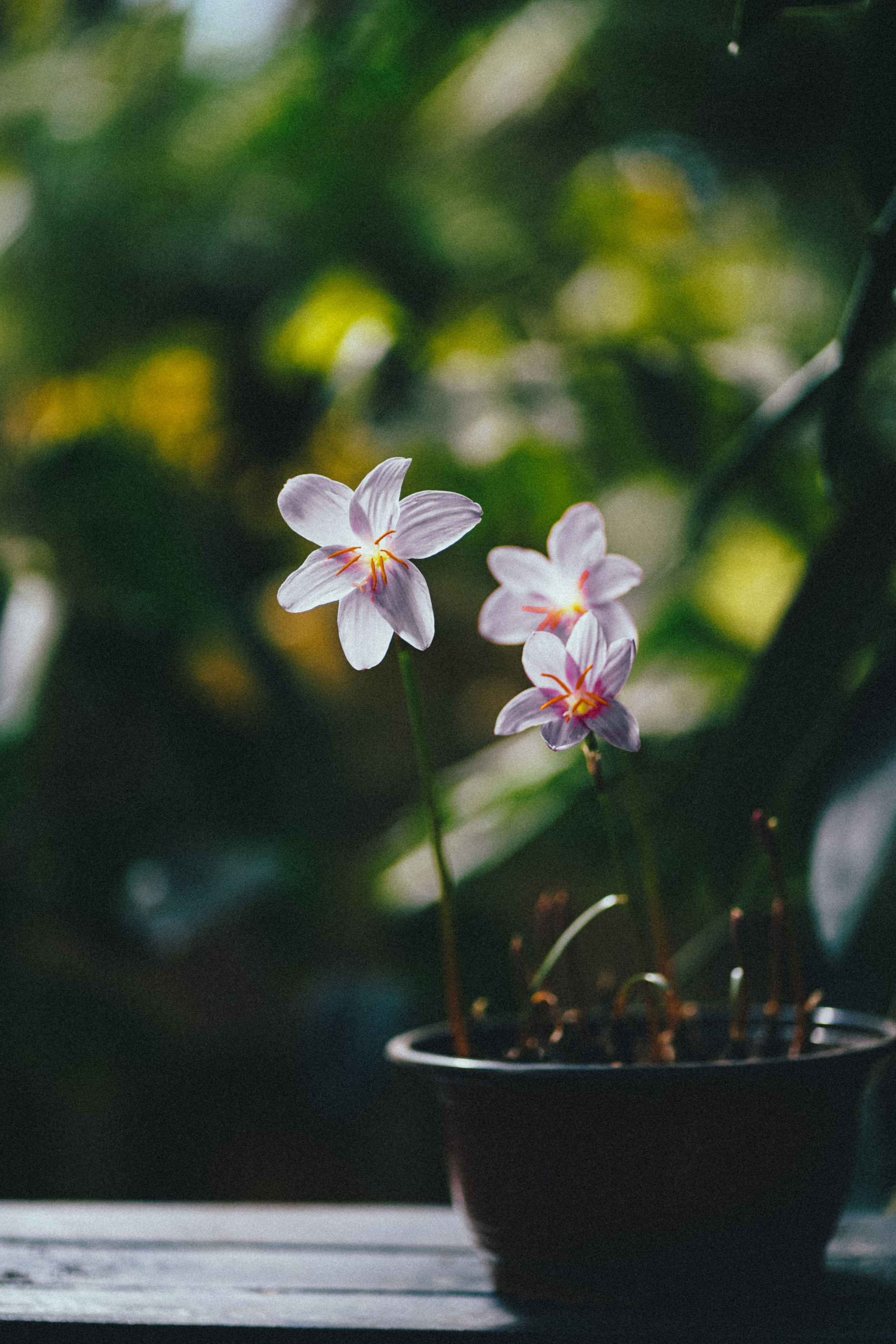 Игорь и Екатерина. Свадебный фотограф Копков Геннадий
