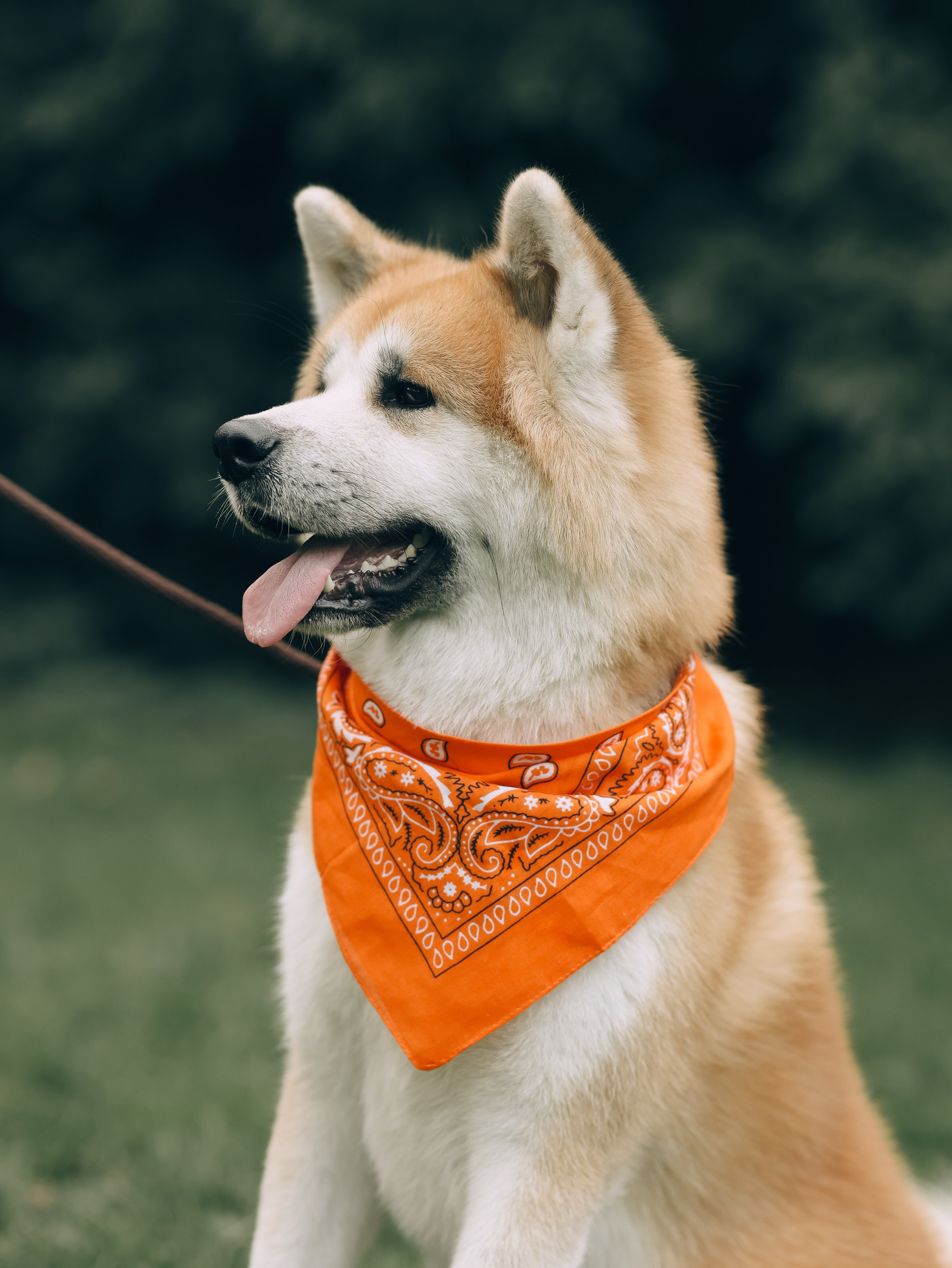 Гранд, Вика и Степан. Фотограф-анималист в Москве Кириллова Татьяна