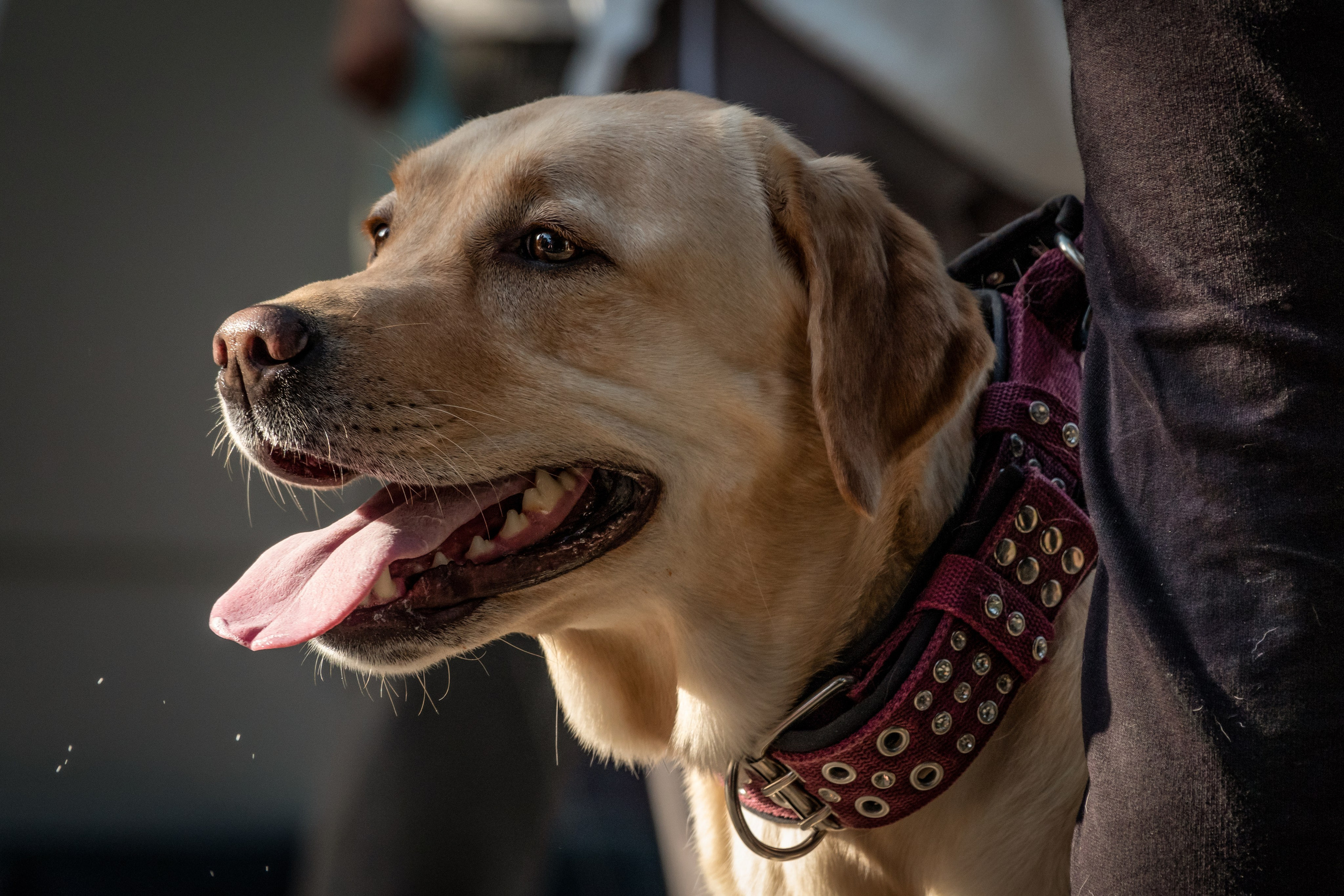 Petshop Days 2024. Фотограф-анималист в Москве Юлия Лайхо