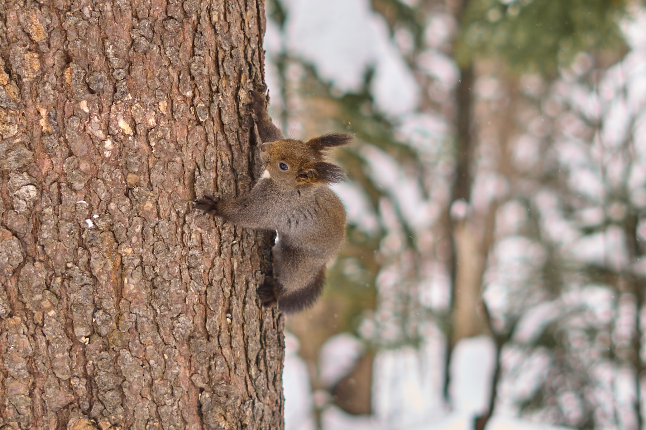Природа. Фотограф Екатерина Зорина