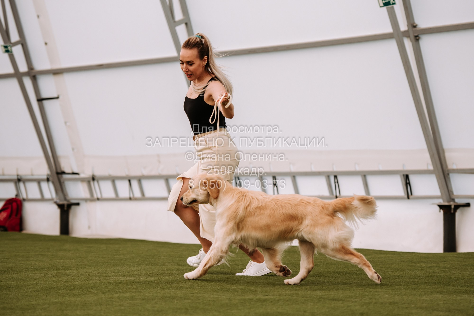 Выставка собак Красноярск 2.06. Фотограф Диана Оленина Красноярск / Братск