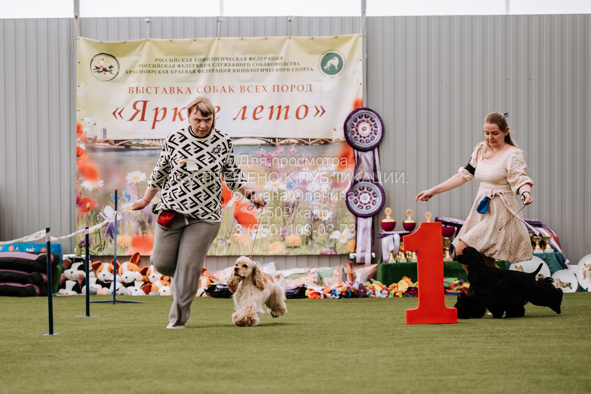 Выставка собак Красноярск 2.06. Фотограф Диана Оленина Красноярск / Братск