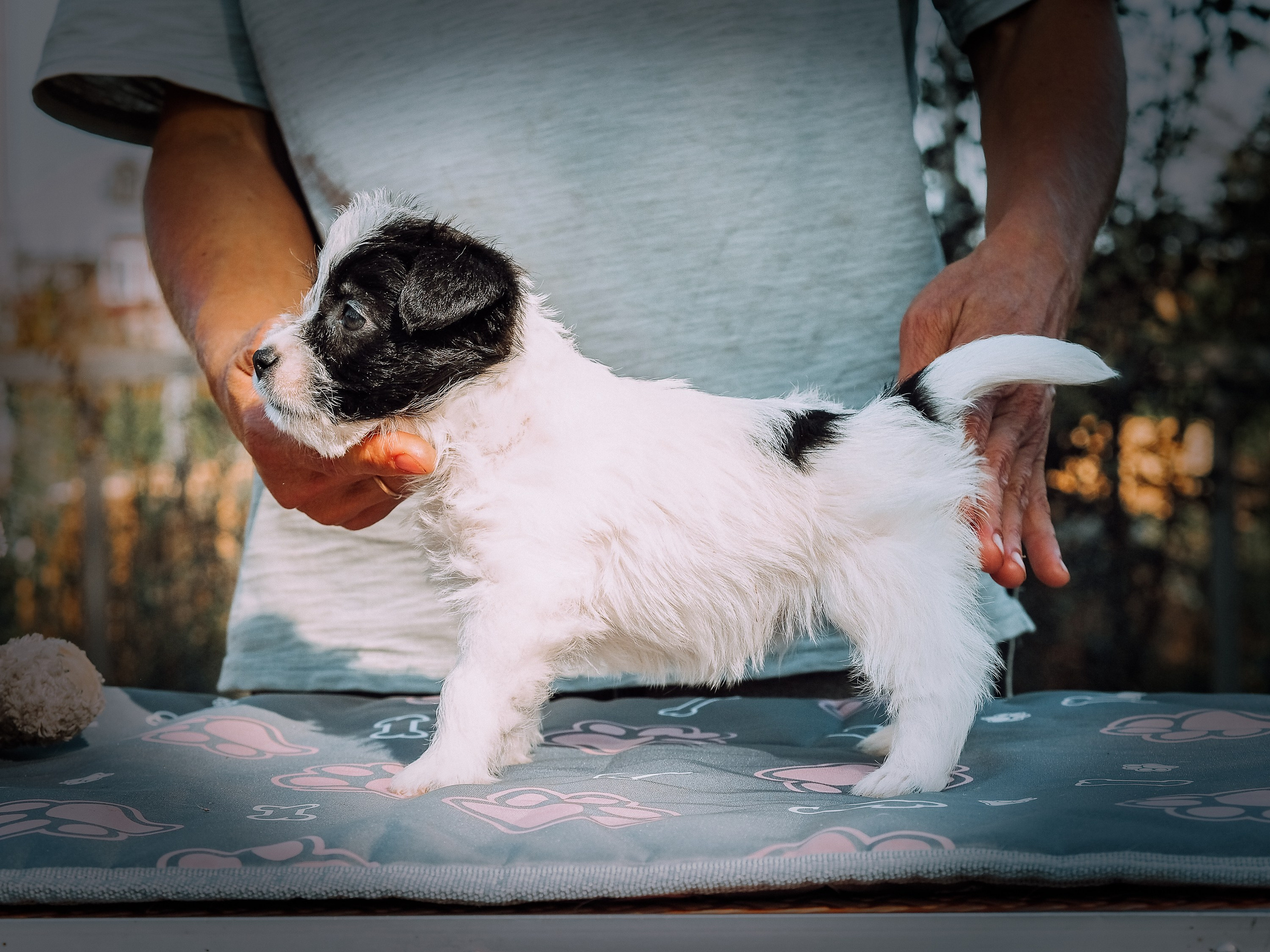 X_female1_b_w. CANE MAESTRO — kennel Jack Russell Terrier