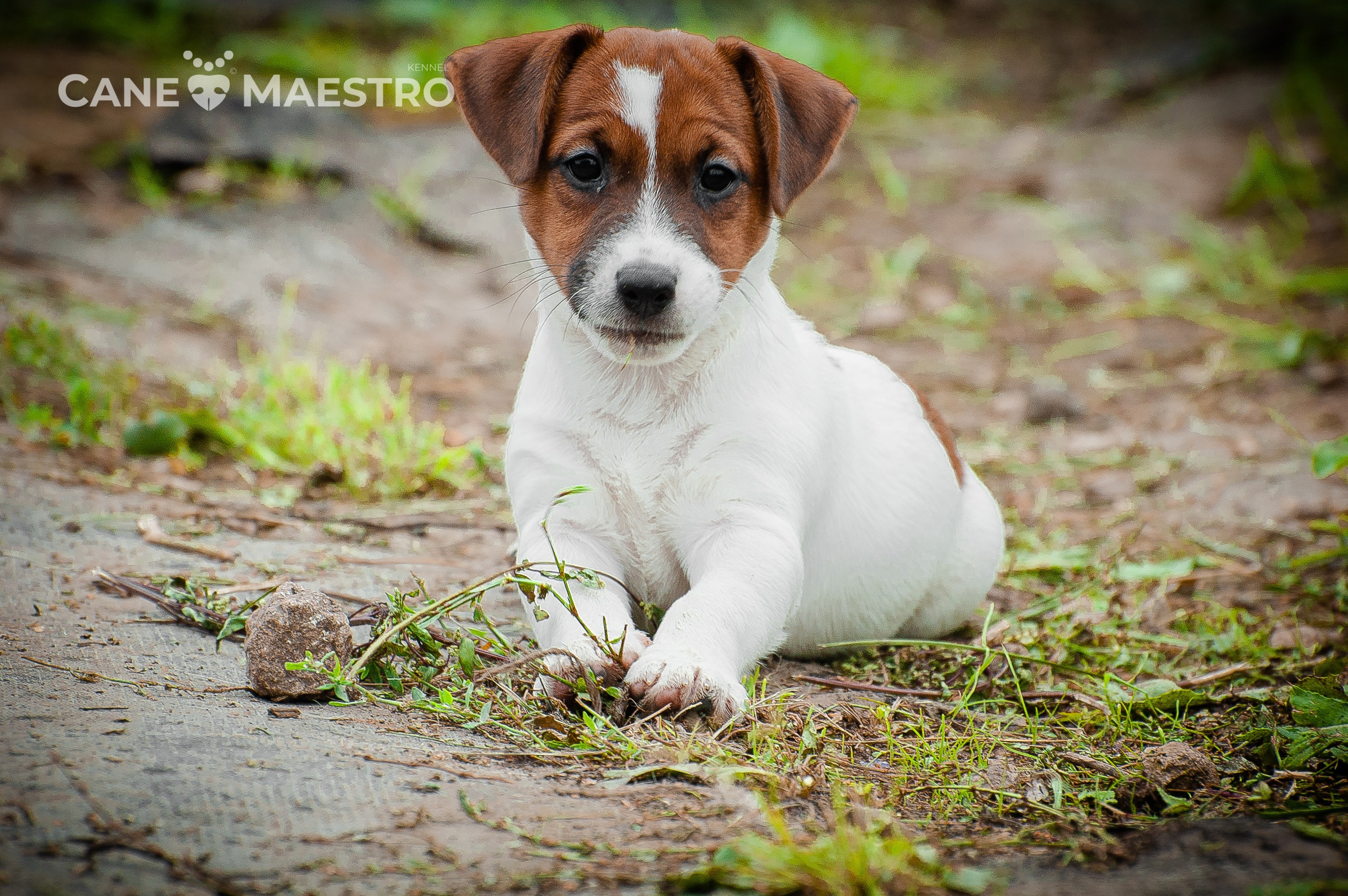 ЭМЕНТАЛЬ_КОБЕЛЬ. CANE MAESTRO — kennel Jack Russell Terrier