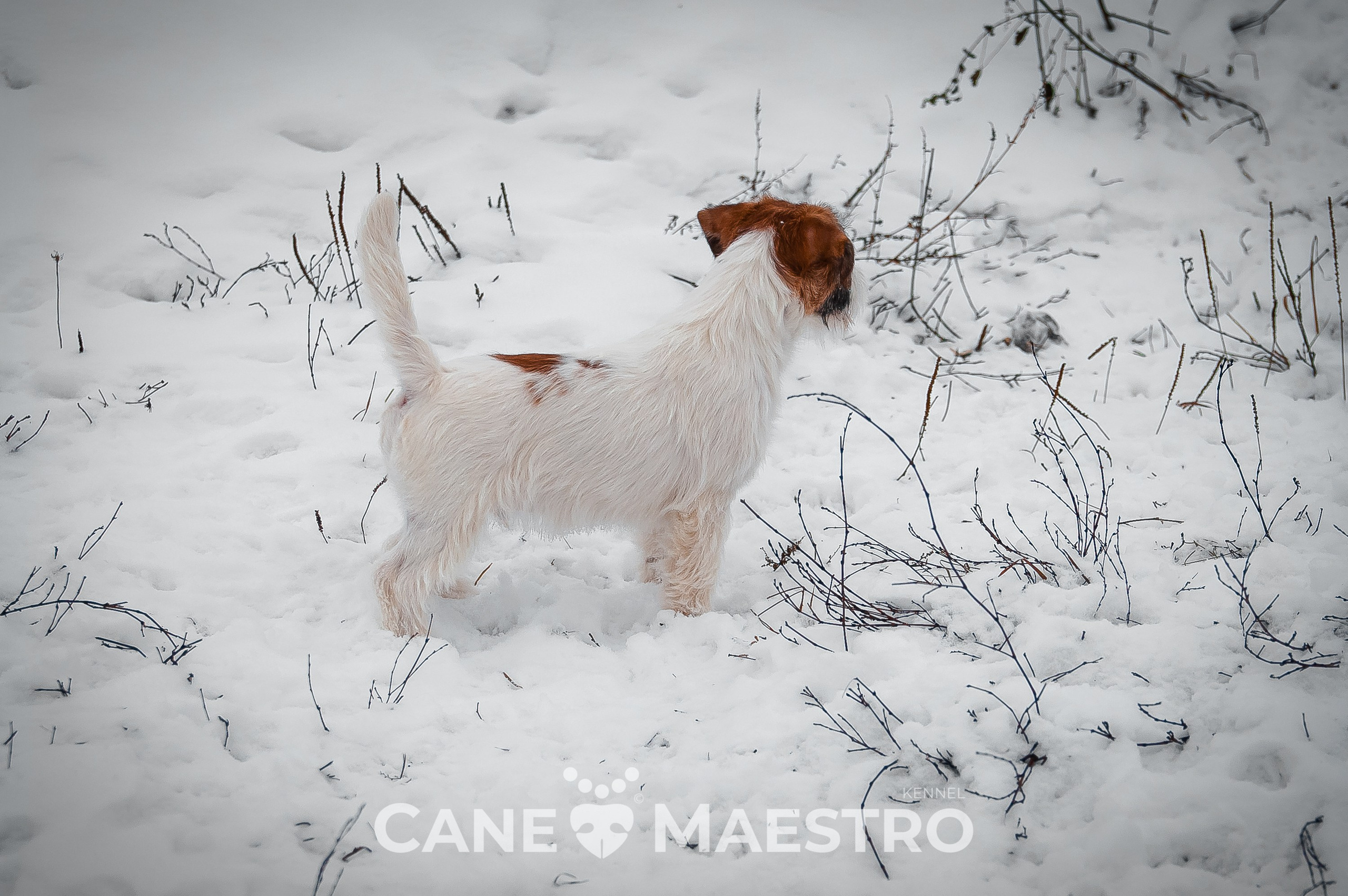 Щенок кобель ДРТ. КАНЕ МАЭСТРО — питомник Джек рассел терьеров