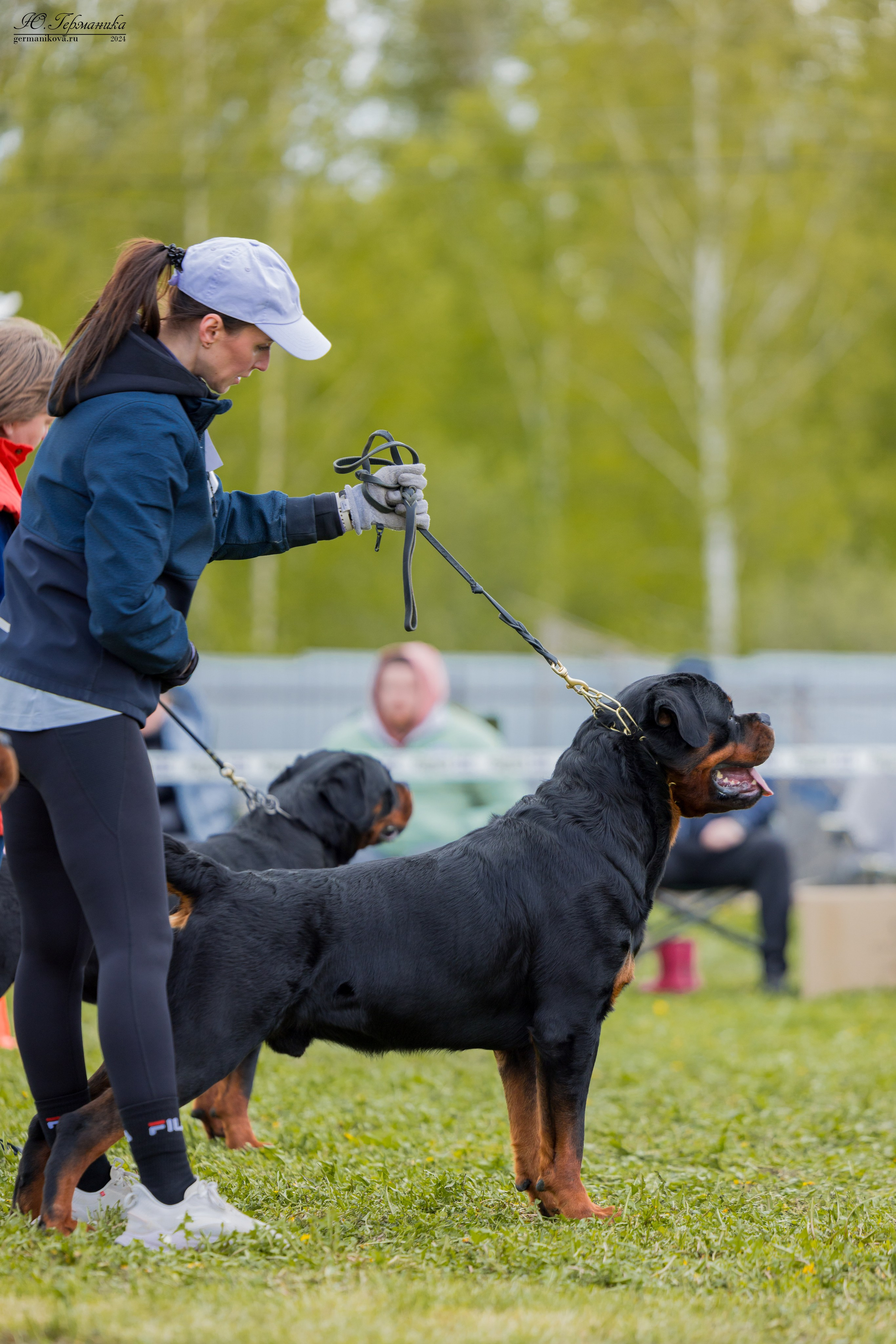 Нижний Новгород 11-12.05.2024 моно ротвейлеров. Фотограф-анималист Юлия Германика