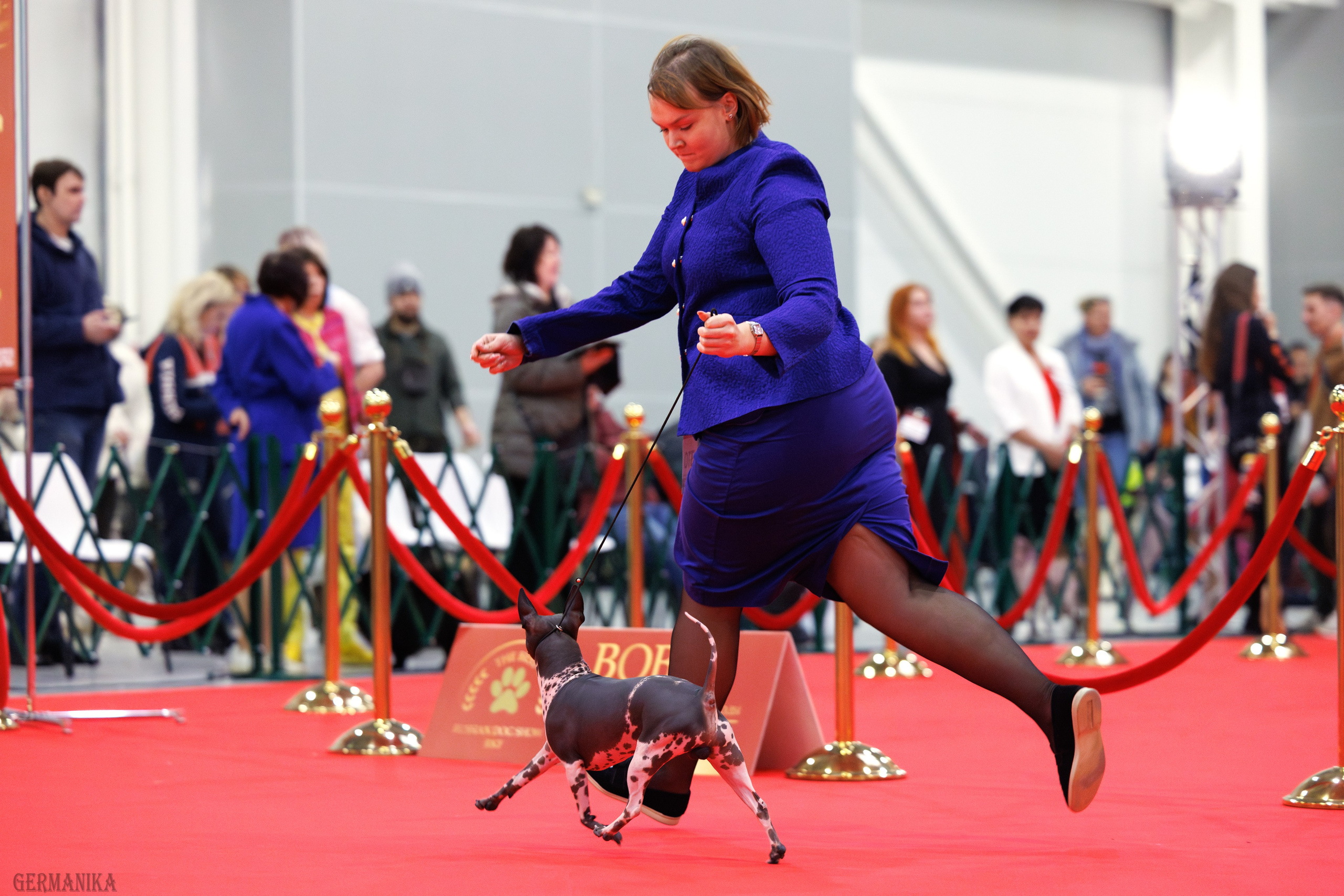 Лучшие Собаки России 17-18.02.2024. Фотограф-анималист Юлия Германика