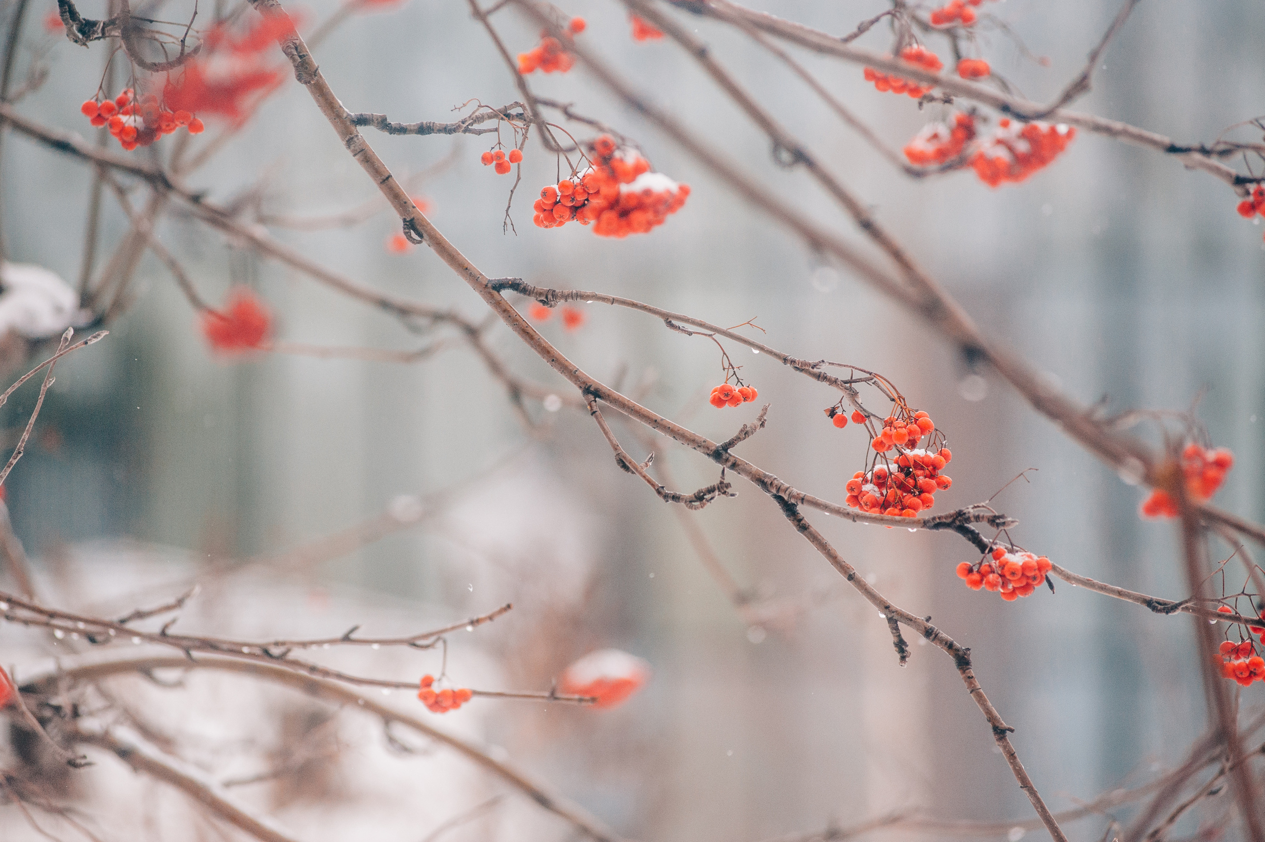 Лидия и Ральф. Фотосессия Лавстори (Love Story). Семейный фотограф в Москве Елена Снегирева