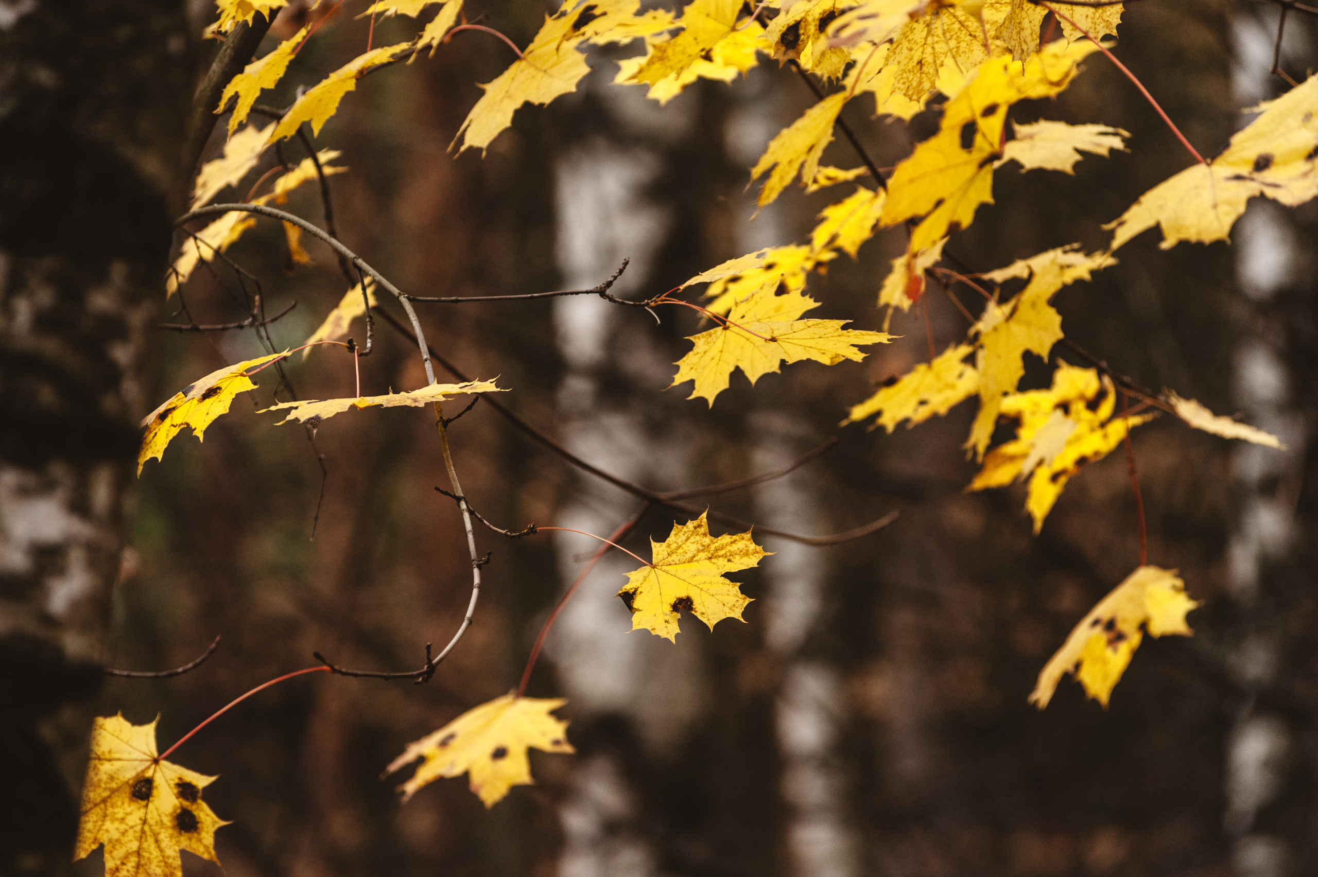 Ольга и Виктор. Фотосессия Лавстори (Love Story). Семейный фотограф в Москве Елена Снегирева