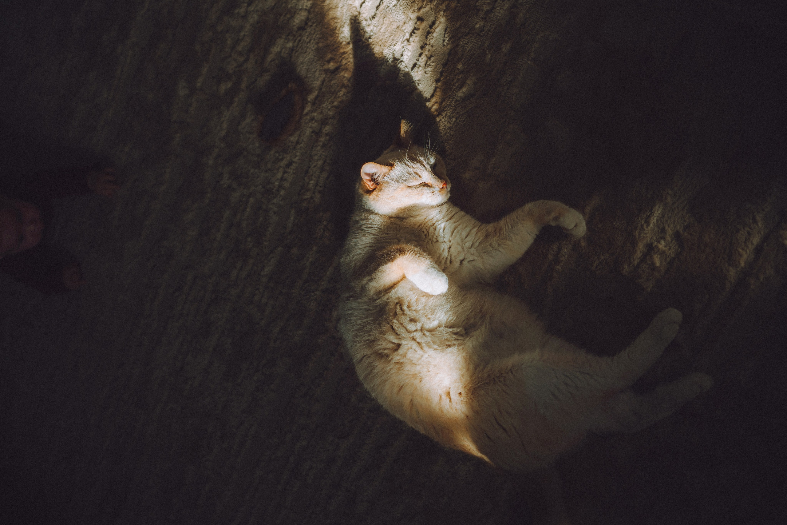 Топик и его семья