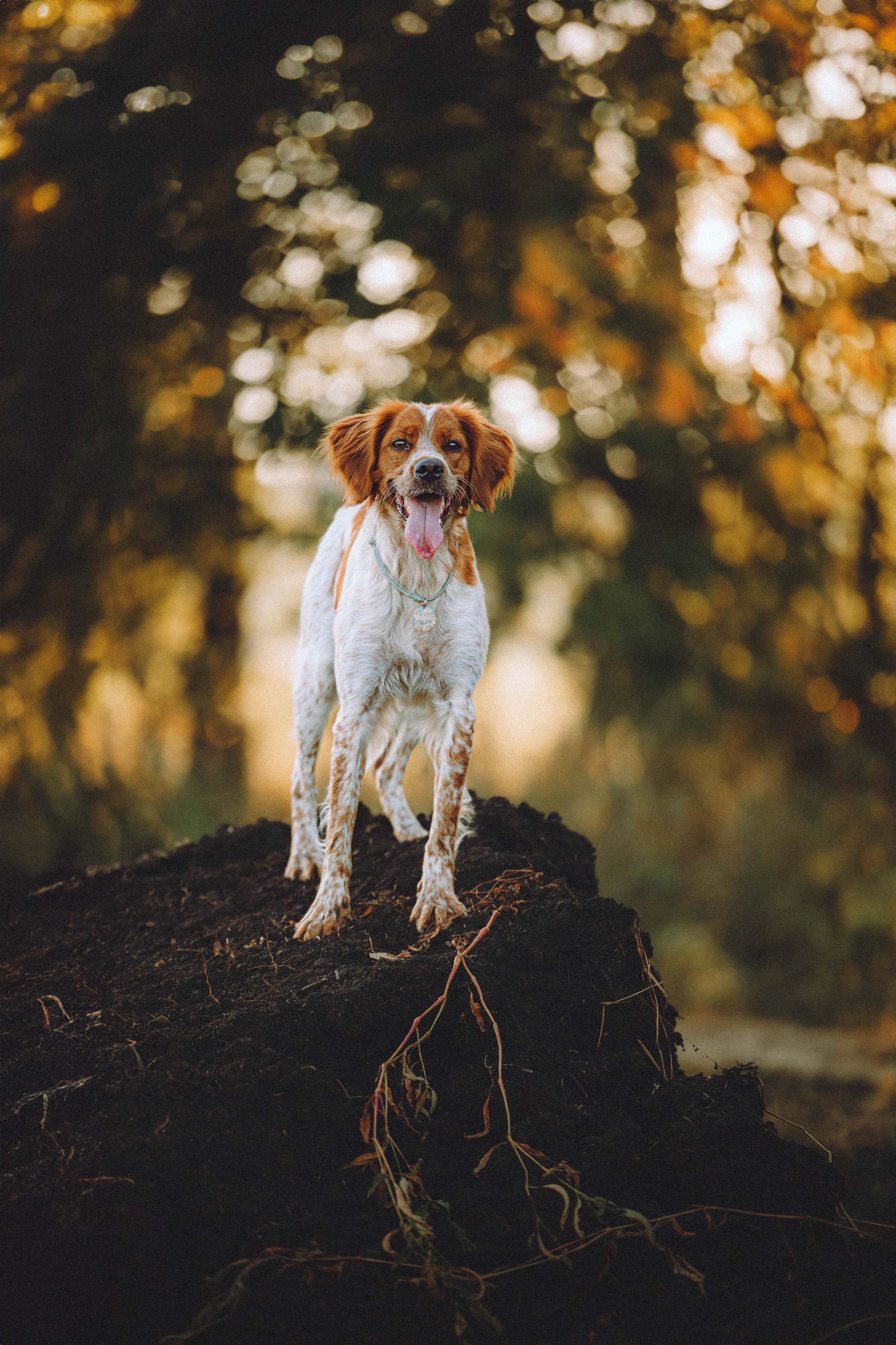Камри и Пафи