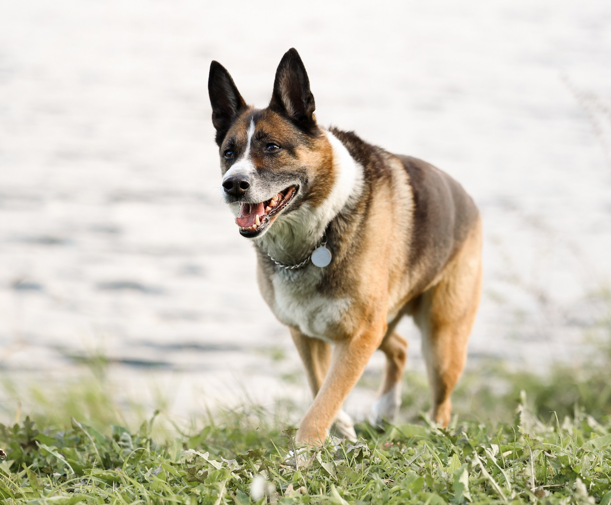 Прогулка на природе. Фотограф-анималист Полина Колкова | Москва