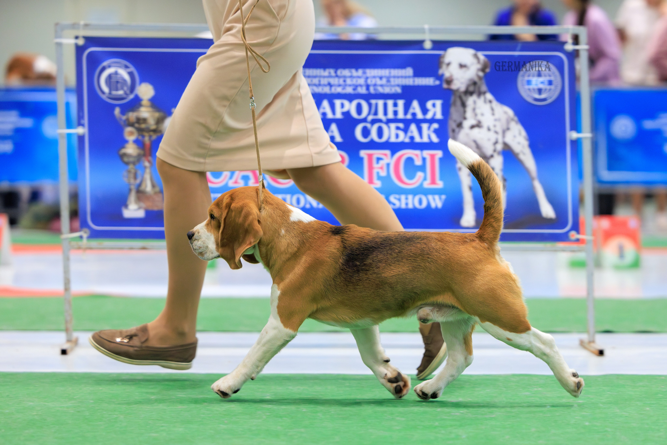 Минск 24-25.02.2024. Фотограф-анималист Юлия Германика