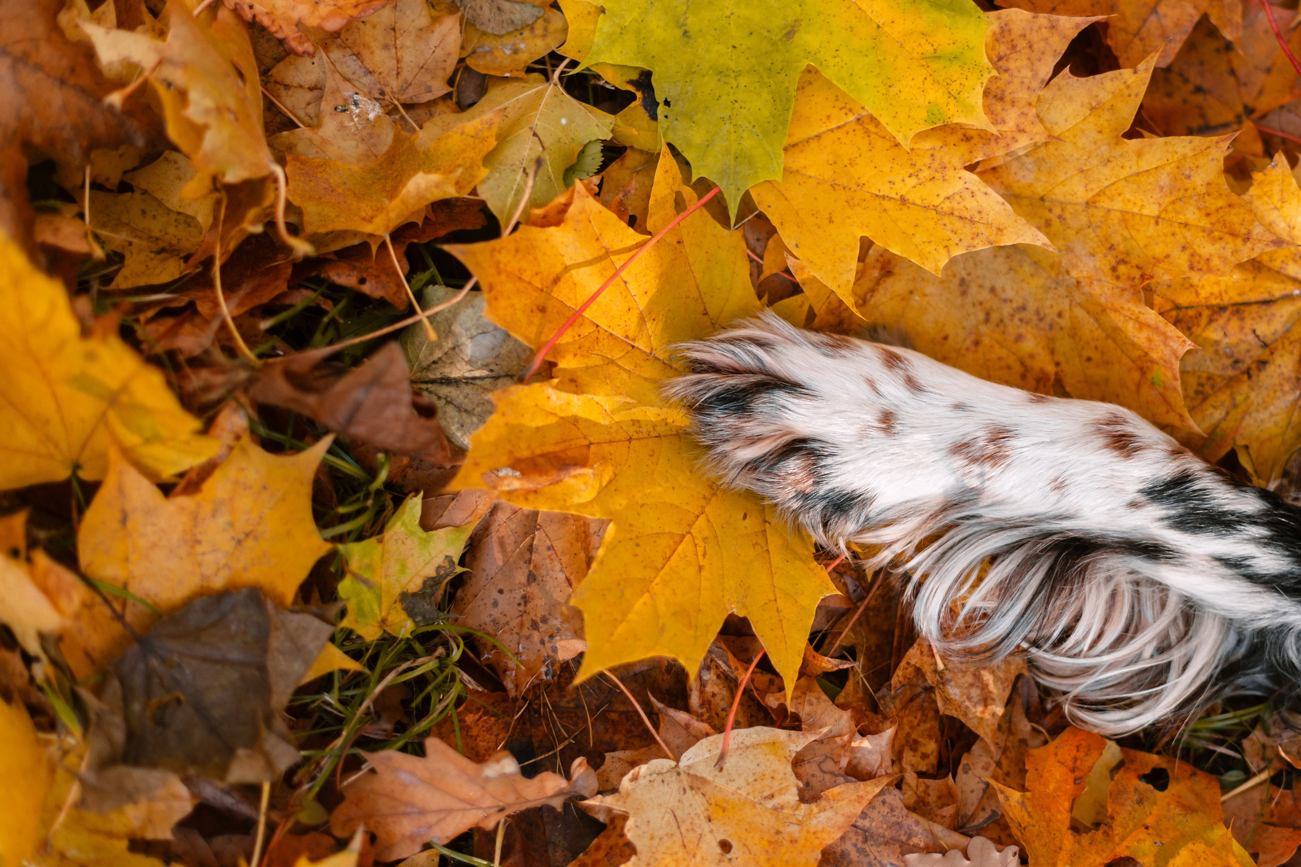 Света, Хайди, Богдана. Фотограф-анималист Татьяна Степанова