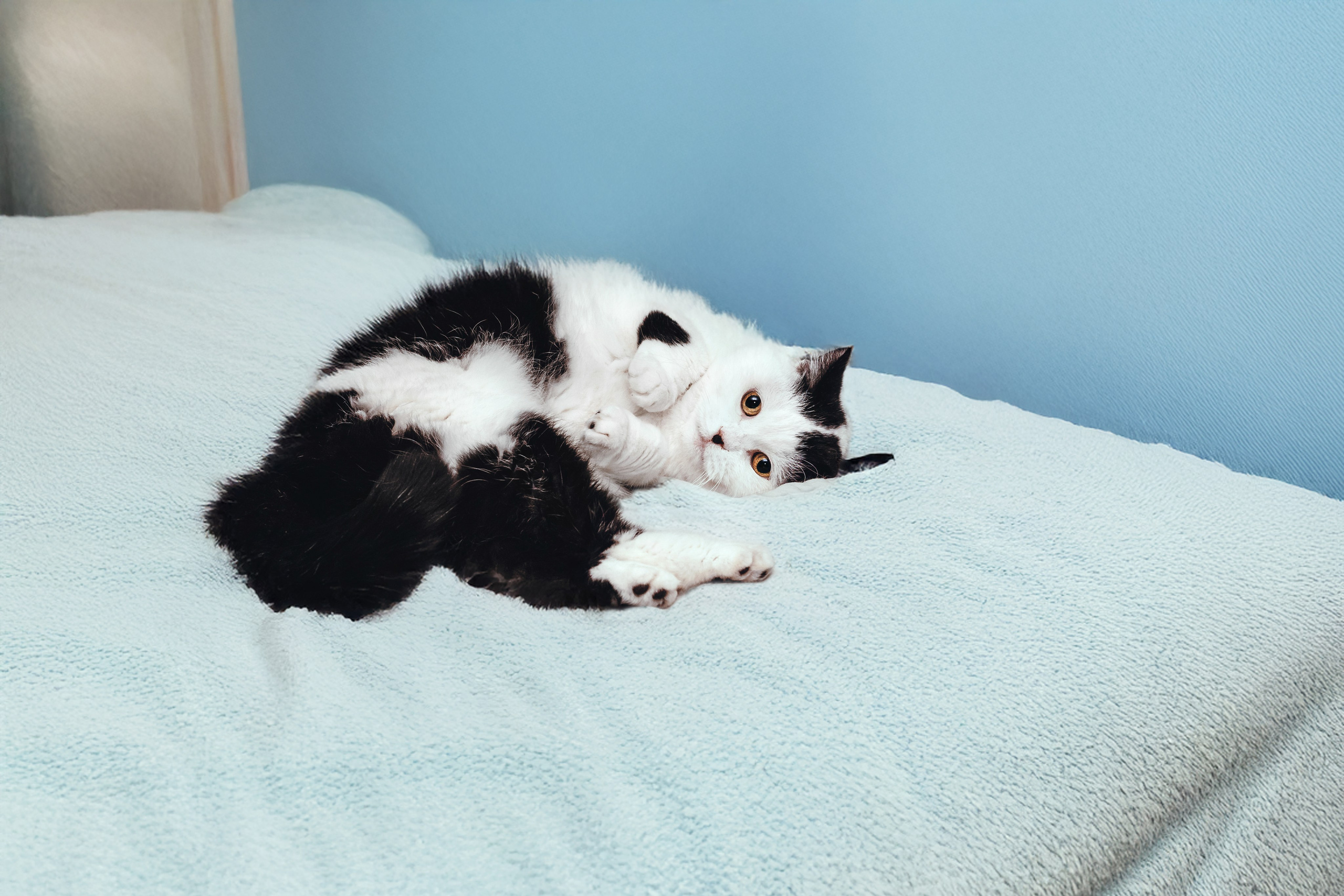 Кошки в поиске дома 2025. Фотограф-анималист Татьяна Степанова