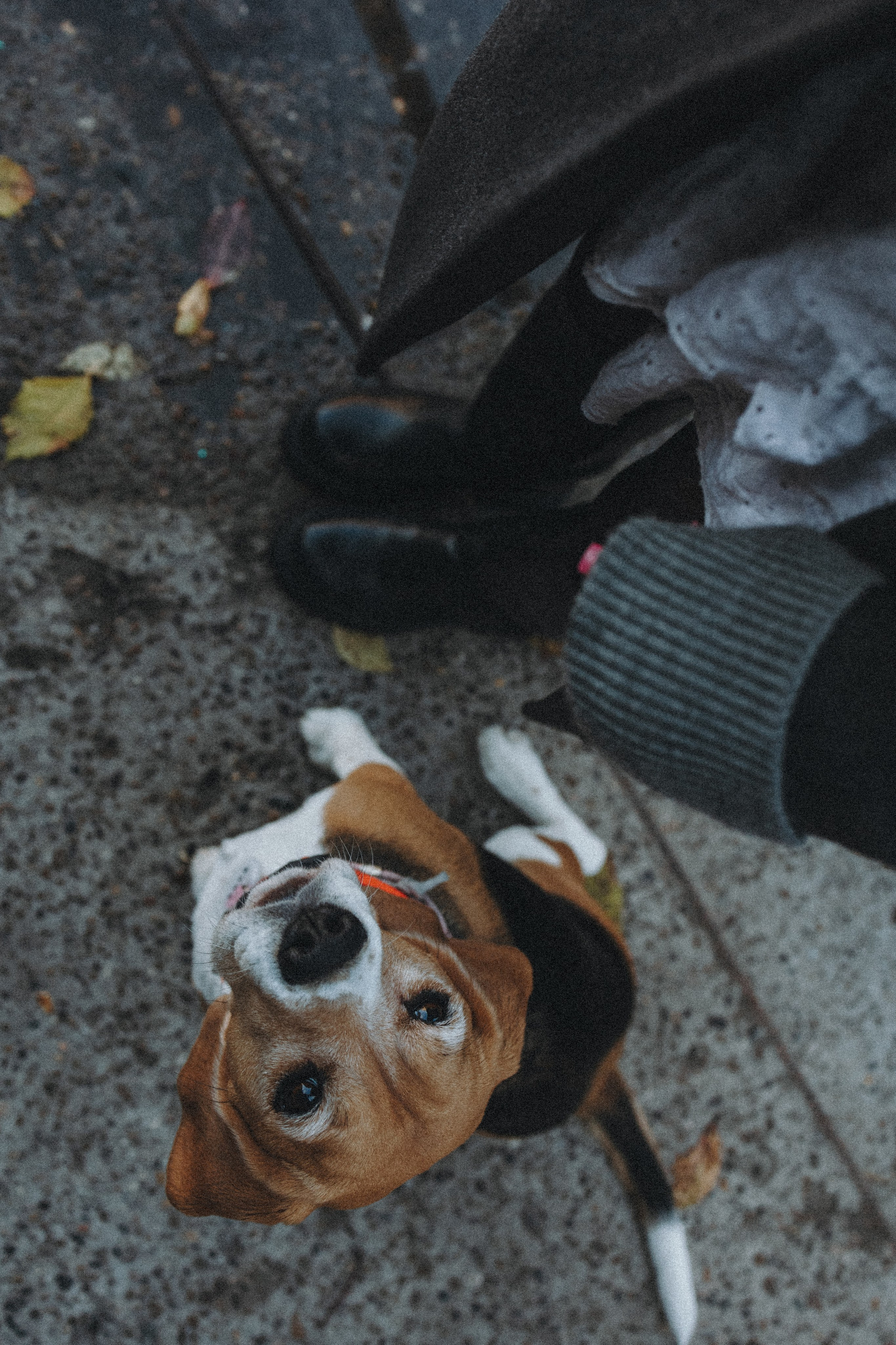 Аня и Моня. Фотограф — анималист Светлана Кысса|фотограф собак в Краснодаре и Нижнем Новгороде