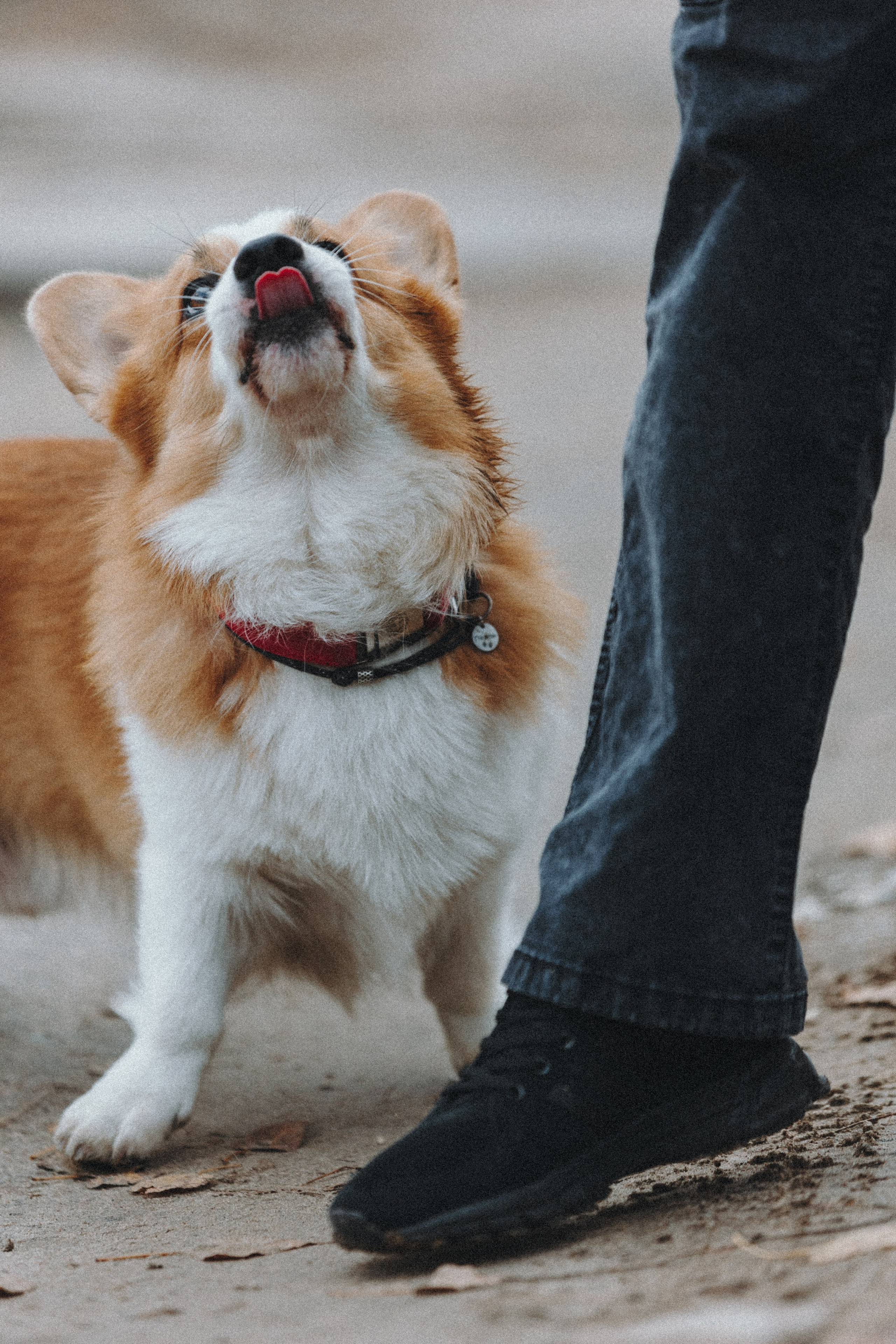 Надя и Перси. Фотограф — анималист Светлана Кысса|фотограф собак в Краснодаре и Нижнем Новгороде