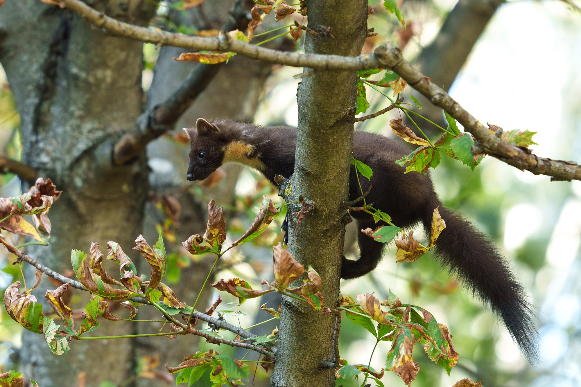 Животные. Ваш личный фотограф Марина Волкова