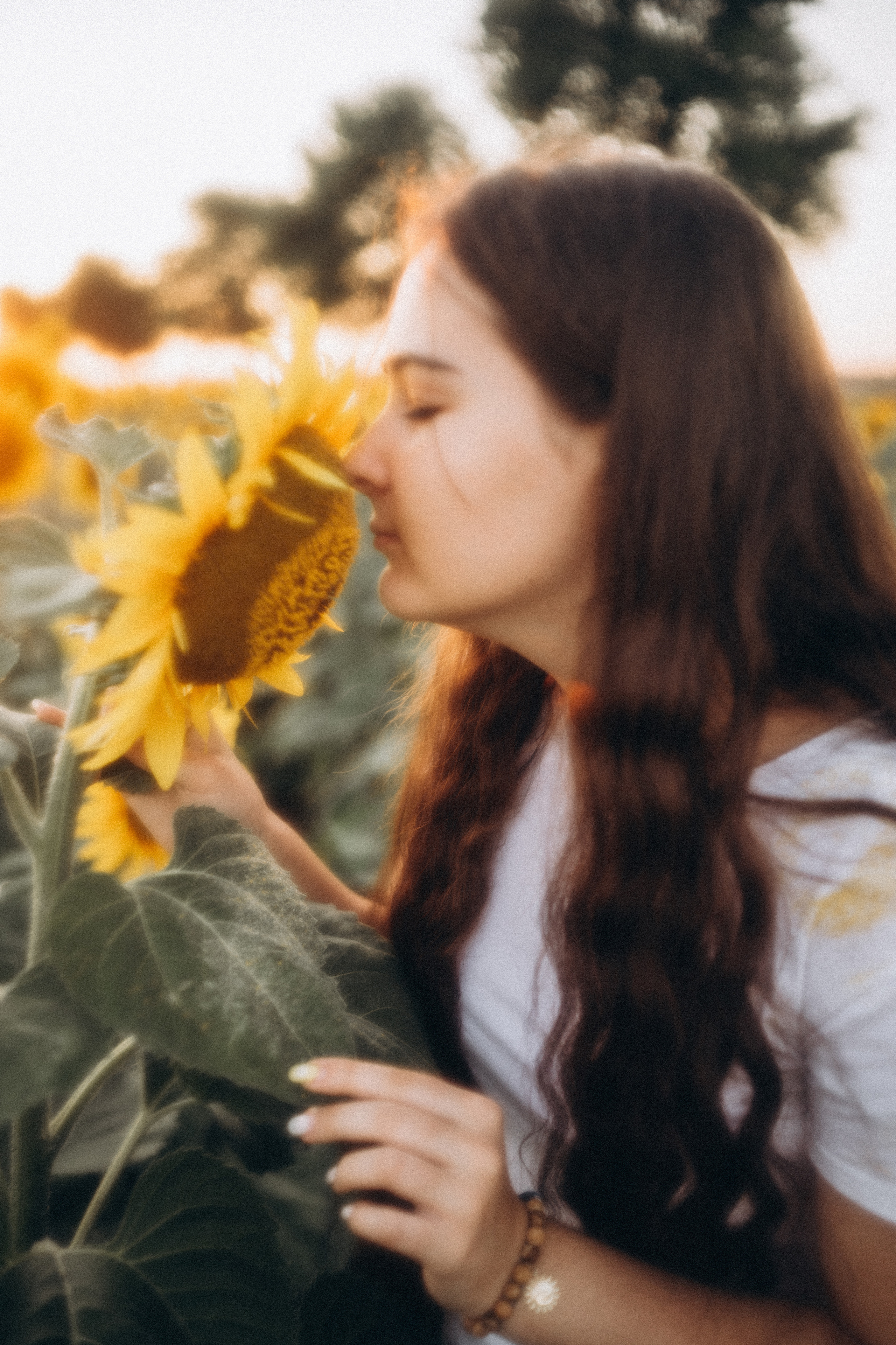Подсолнухи. Фотограф Горбенко Анна