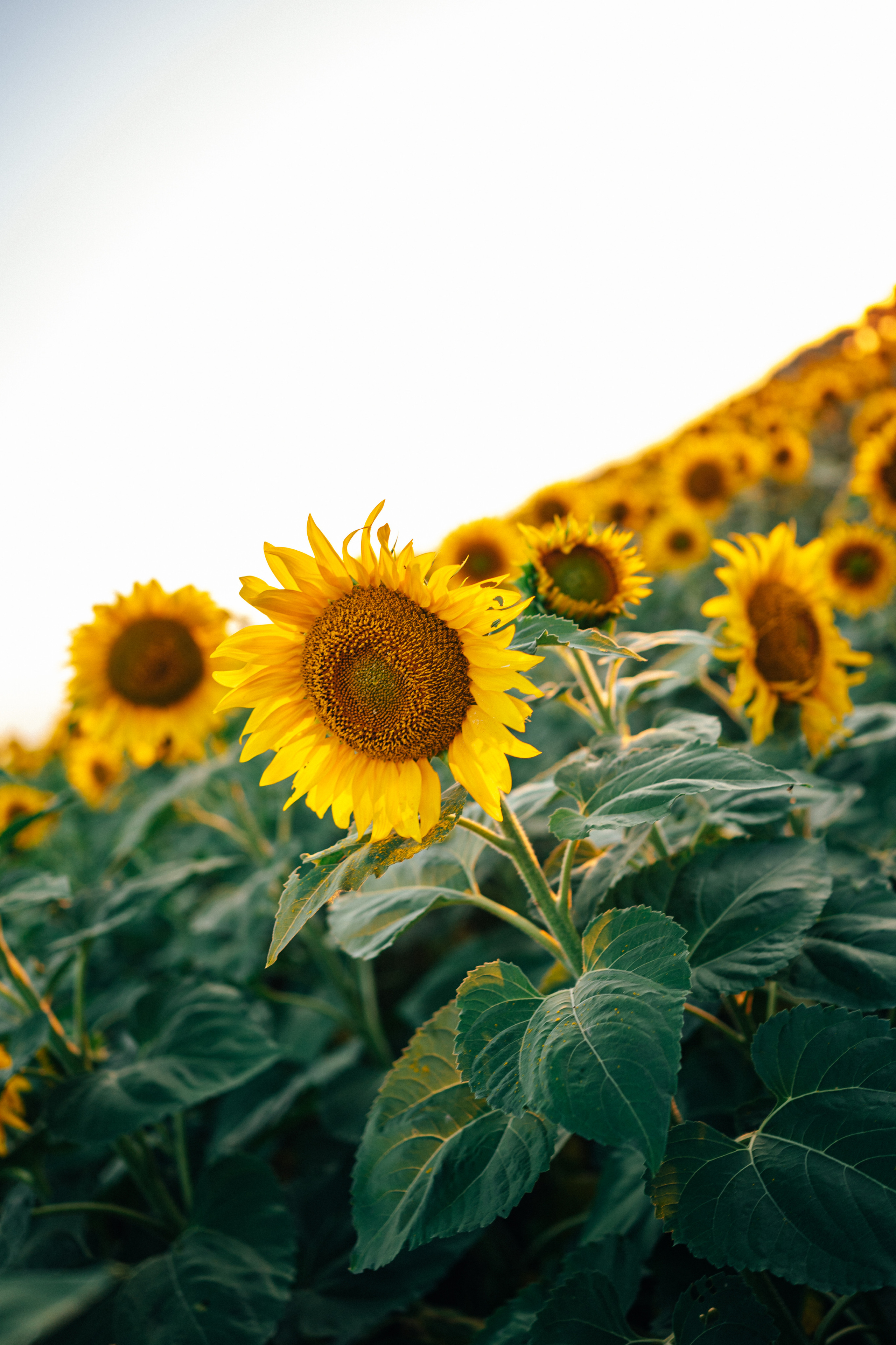 Подсолнухи. Фотограф Горбенко Анна