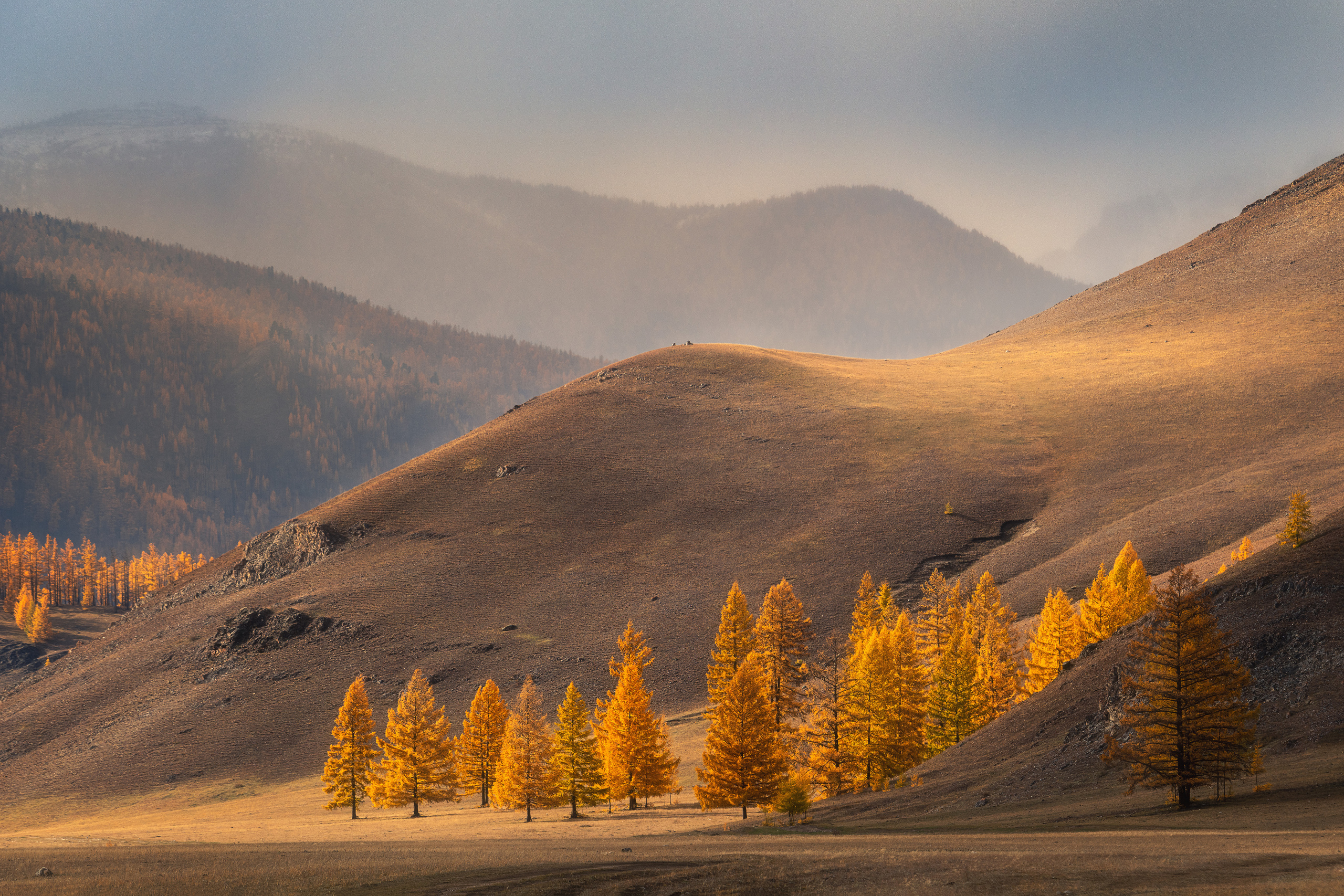 Gold of mountains. Okinsky district, the Eastern Sayan Mountains, the Republic of Buryatia, the Eastern Siberia, Russia.