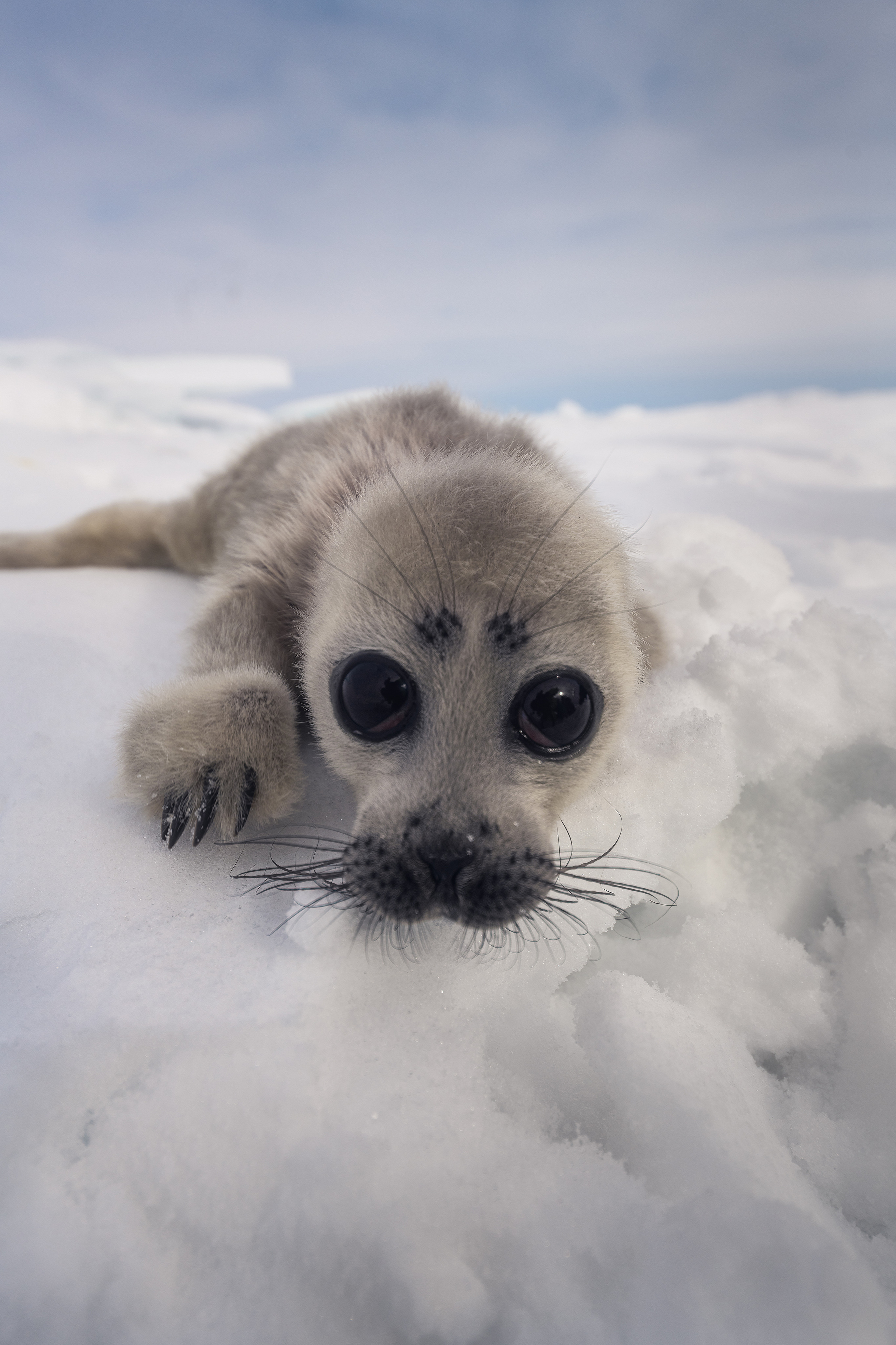 Pusa sibirica. Lake Baikal, Barguzinsky Bay, Republic of Buryatia, Siberia, Russia.