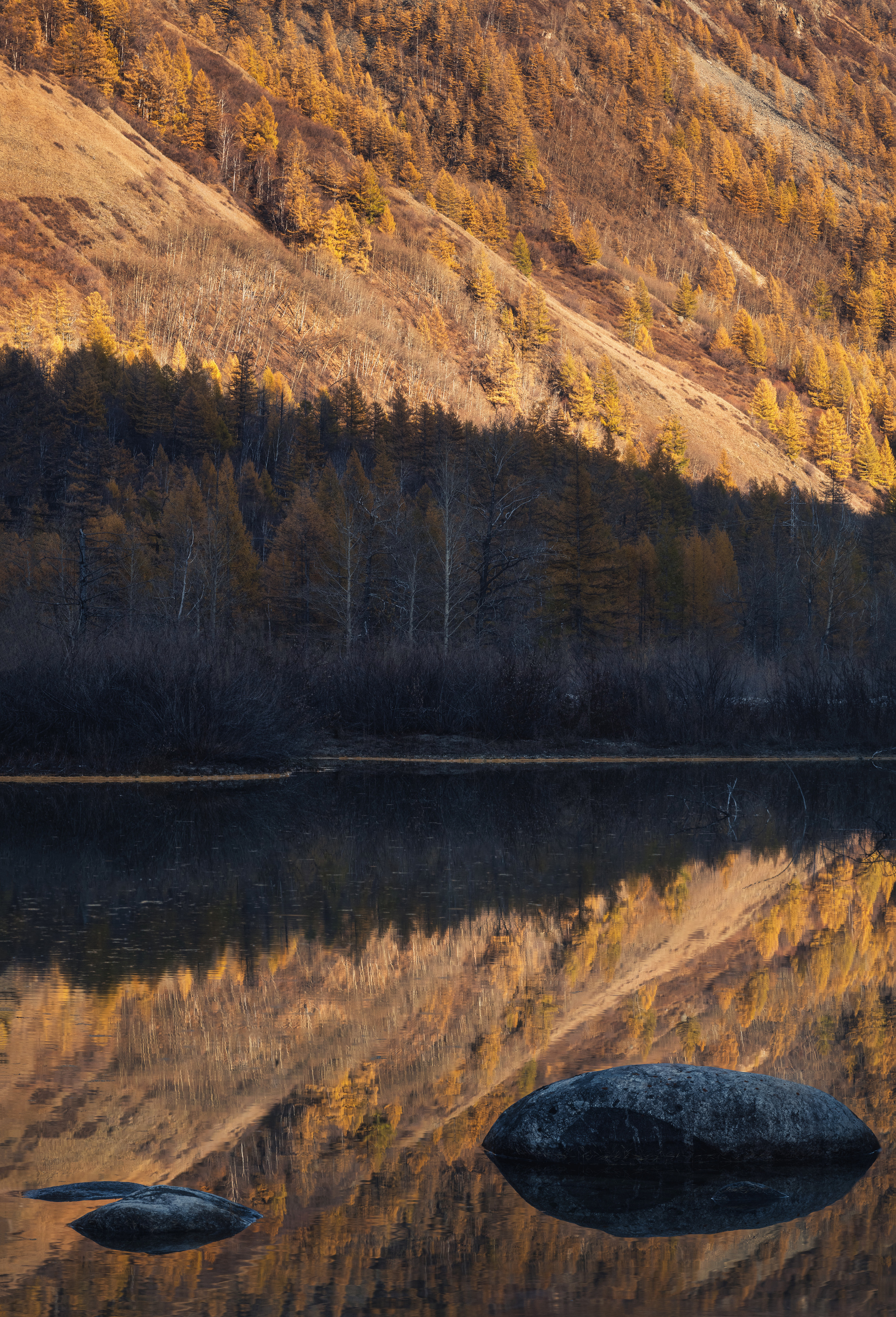 The reflection of autumn. Irkut river, Tunkinsky district, The Republic of Buryatia, Russia.