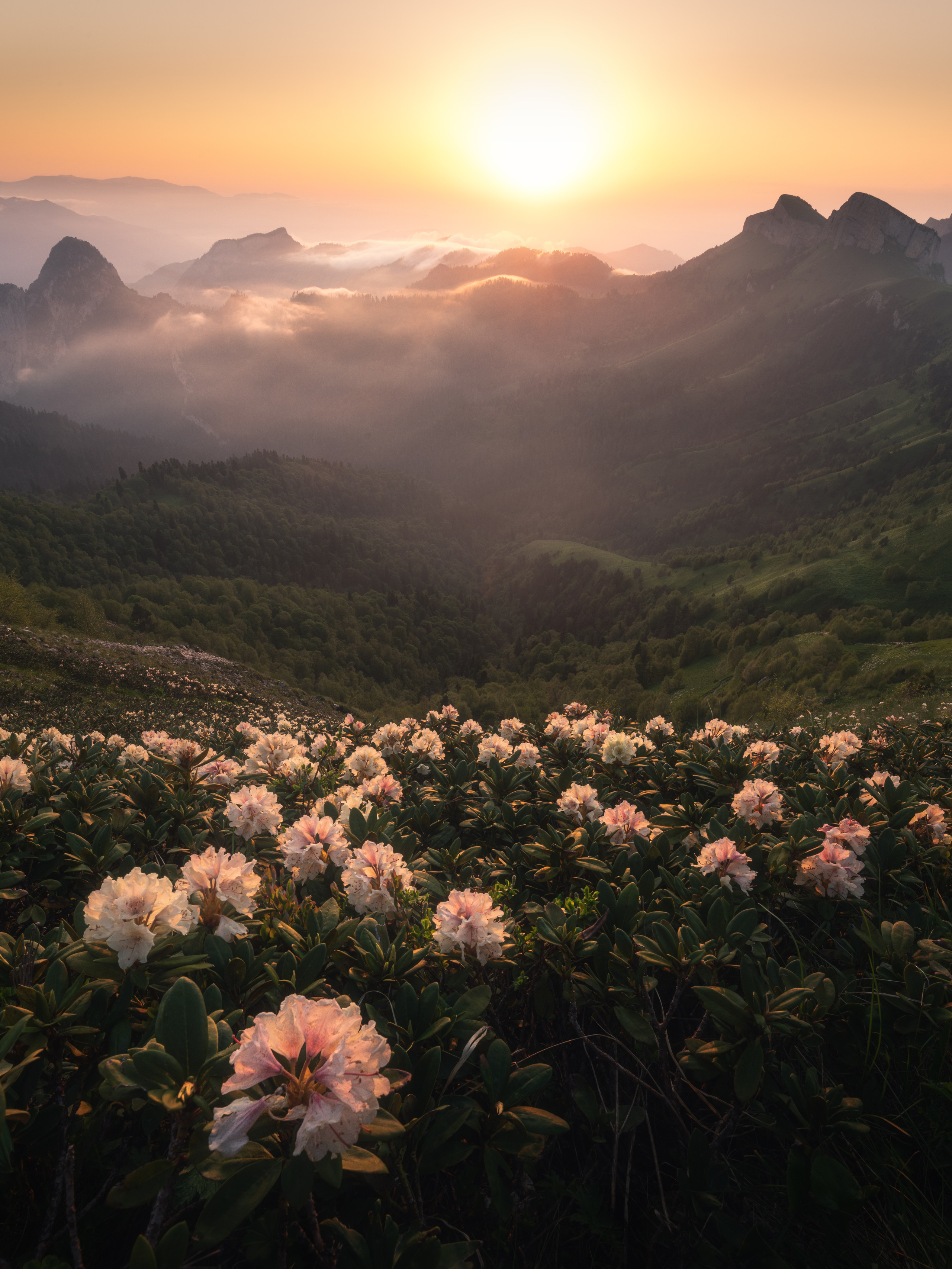 The sunset with rhododendrons. Bolshoy Thach (Big Thach) nature park, Republic of Adygea, Western Caucasus, Russia