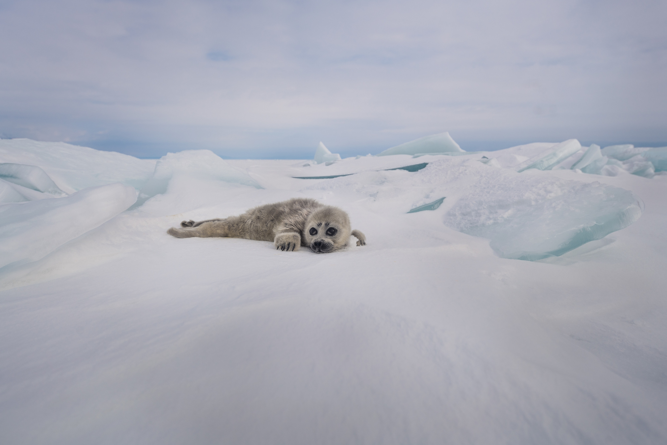 Pusa sibirica. Lake Baikal, Barguzinsky Bay, Republic of Buryatia, Siberia, Russia.