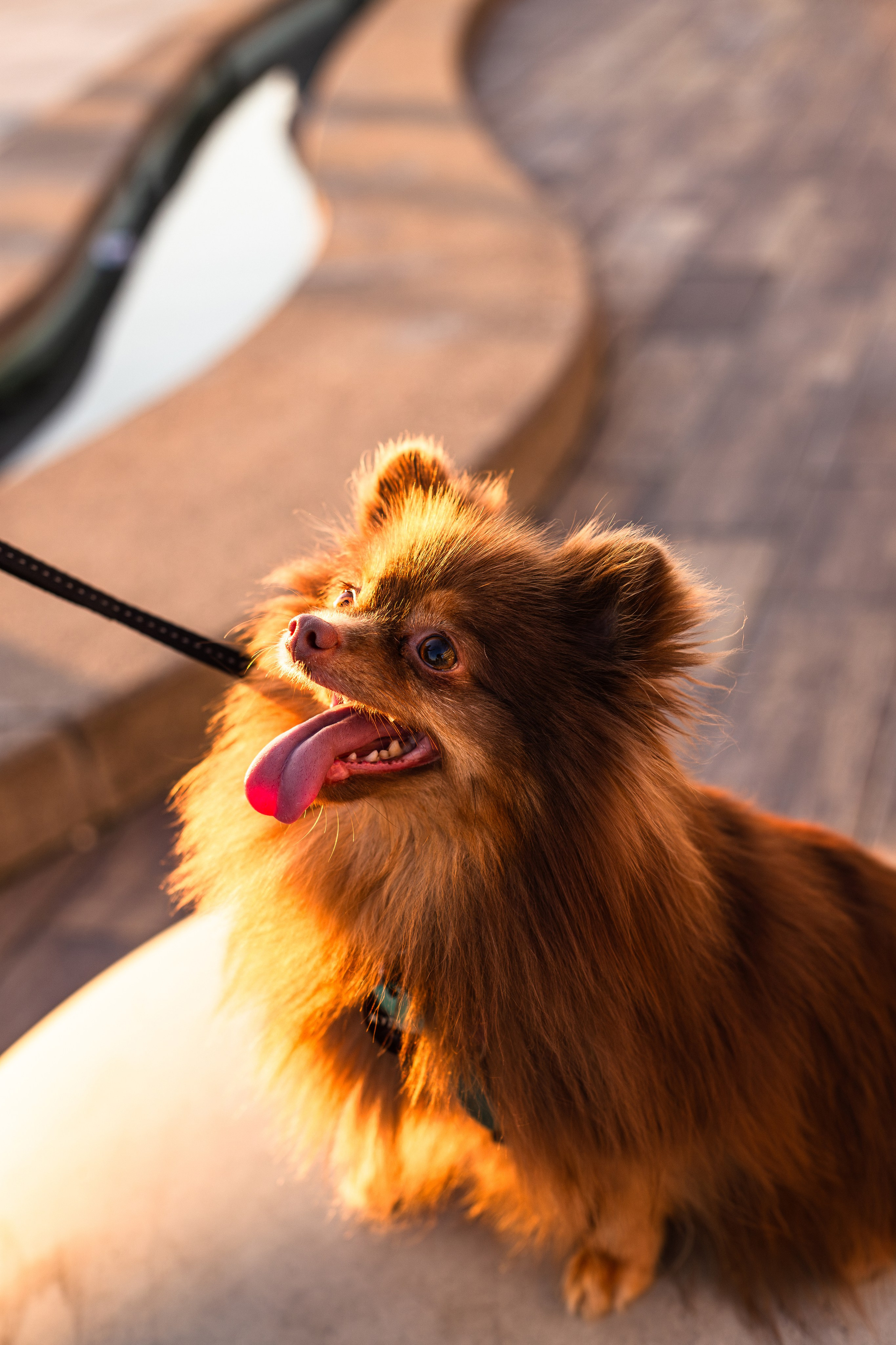 Настя и Жульен. Фотограф-анималист Мария Баркевич | Москва