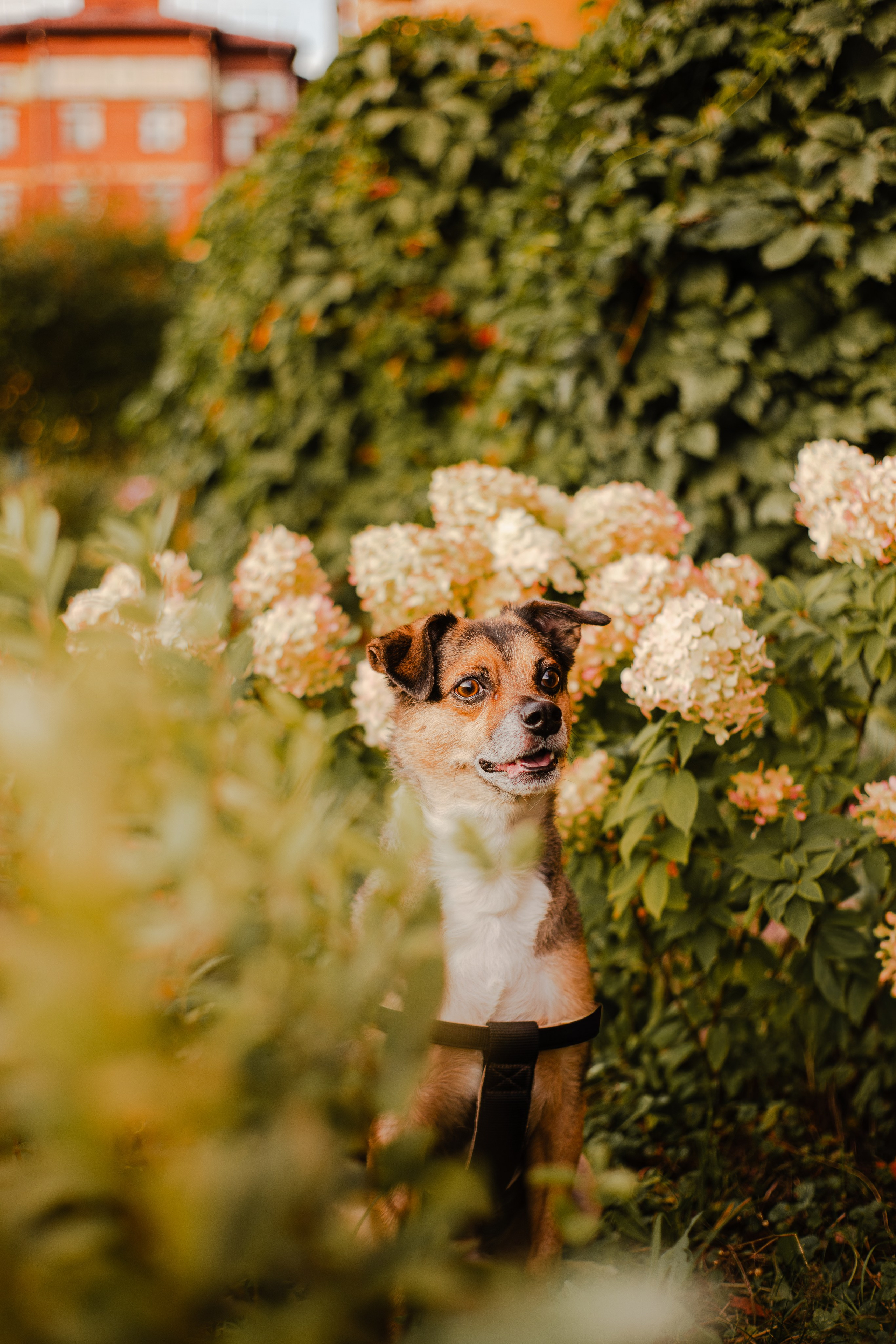 Виктория и Раф. Фотограф-анималист Мария Баркевич | Москва