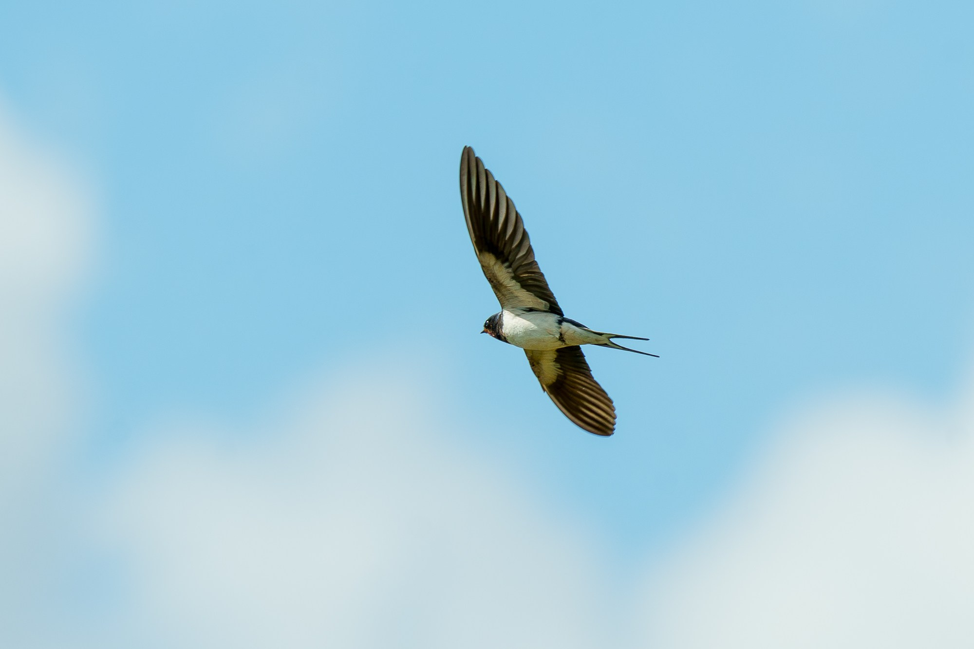 Удивительные мир птиц. Вокруг нас столько прекрасного — присмотритесь!. Ваш личный фотограф Марина Волкова