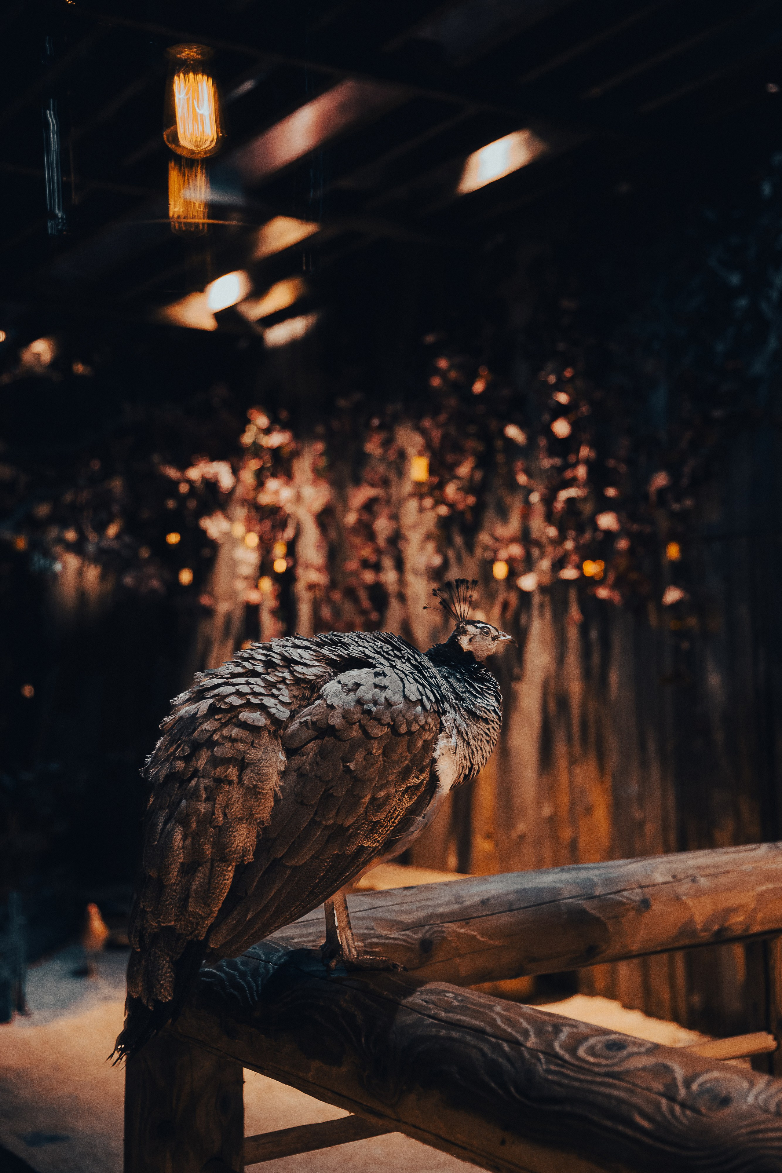 14 февраля в ресторане «Шинок». Репортажный Фотограф Александр Назаров. Москва и М.О