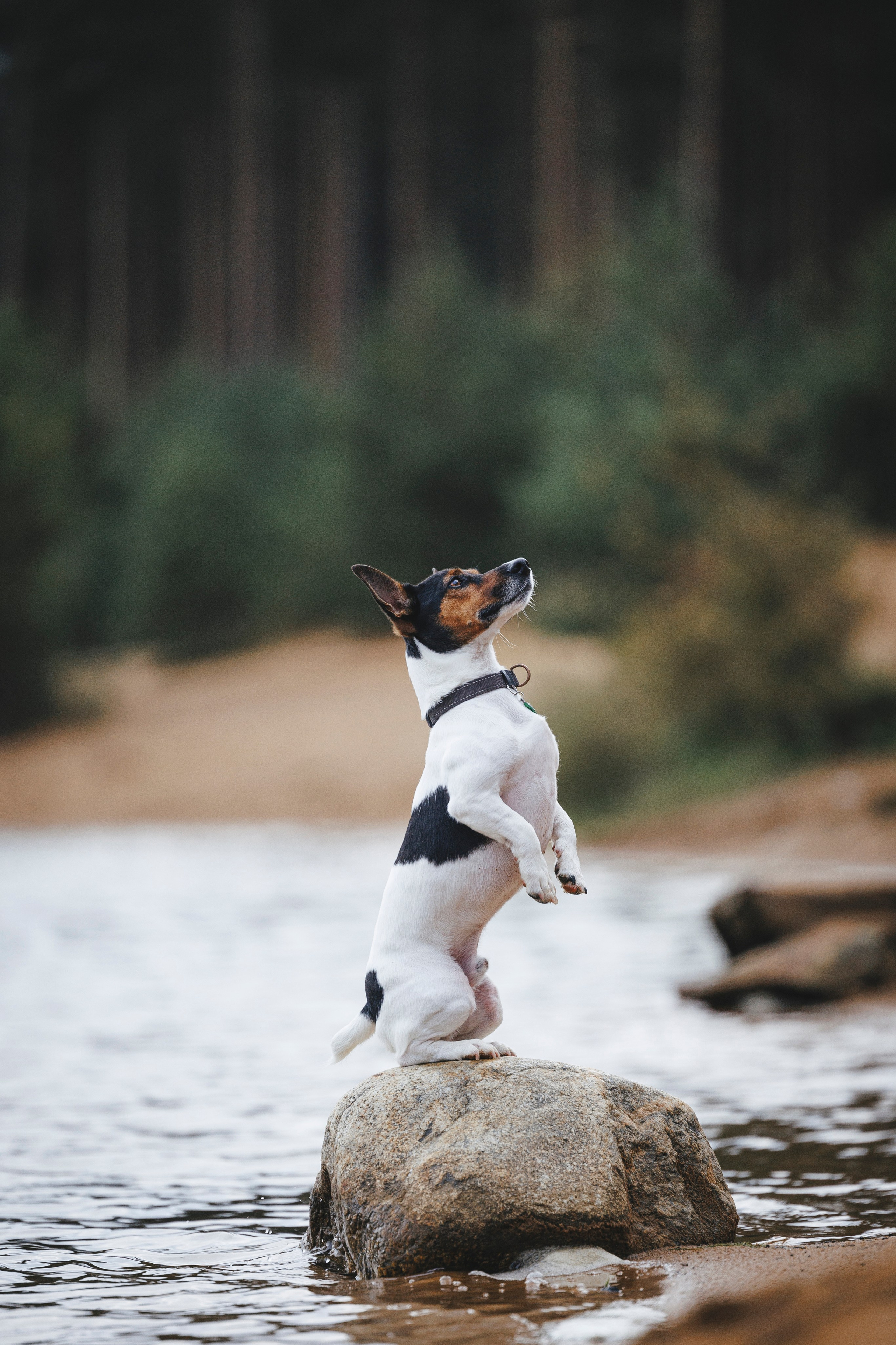 Ания и Ярик. Фотограф-анималист Анна Маринич