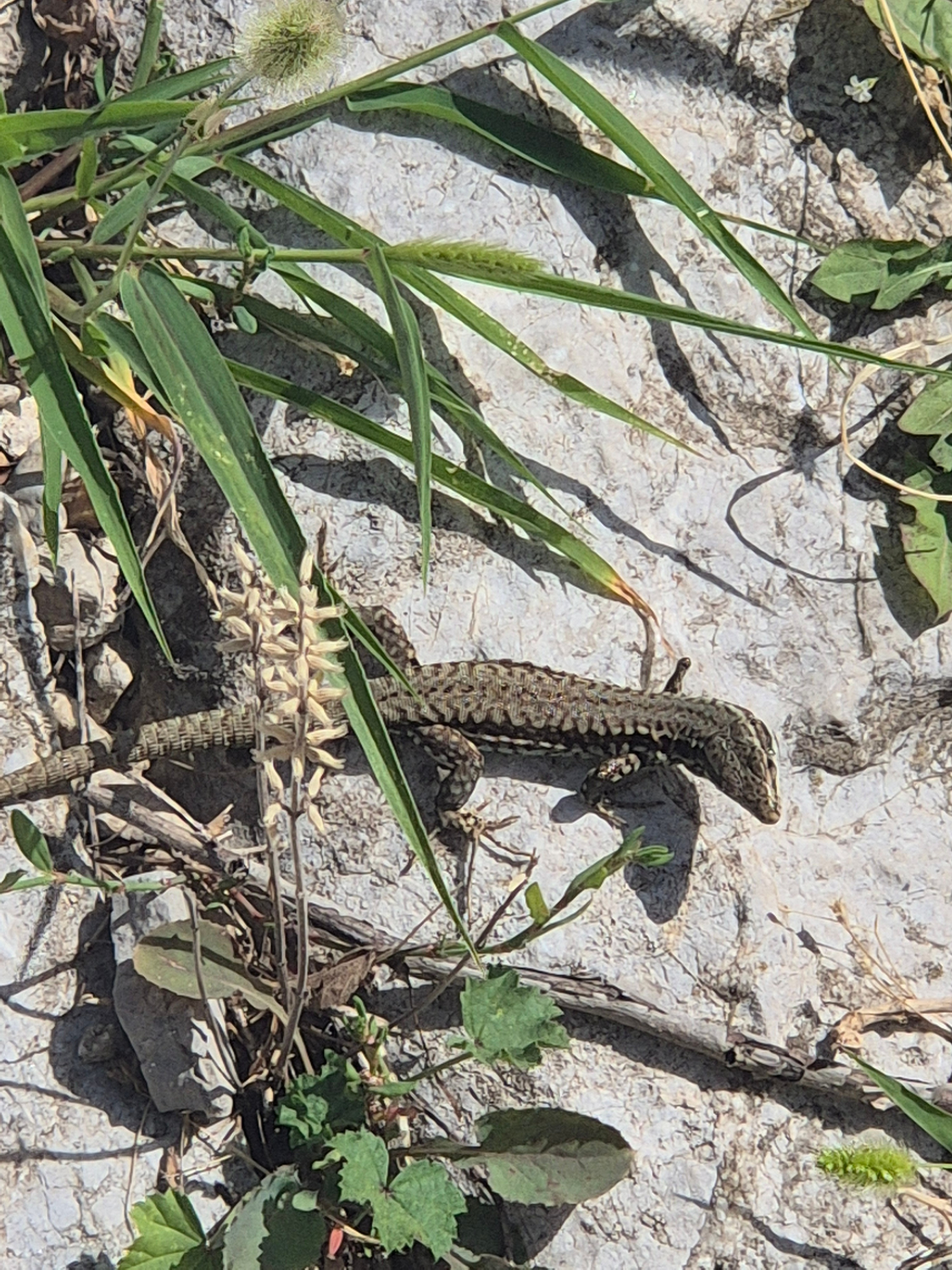 Лезть в гости к таким милашкам с моим страхом высоты не захотелось никому