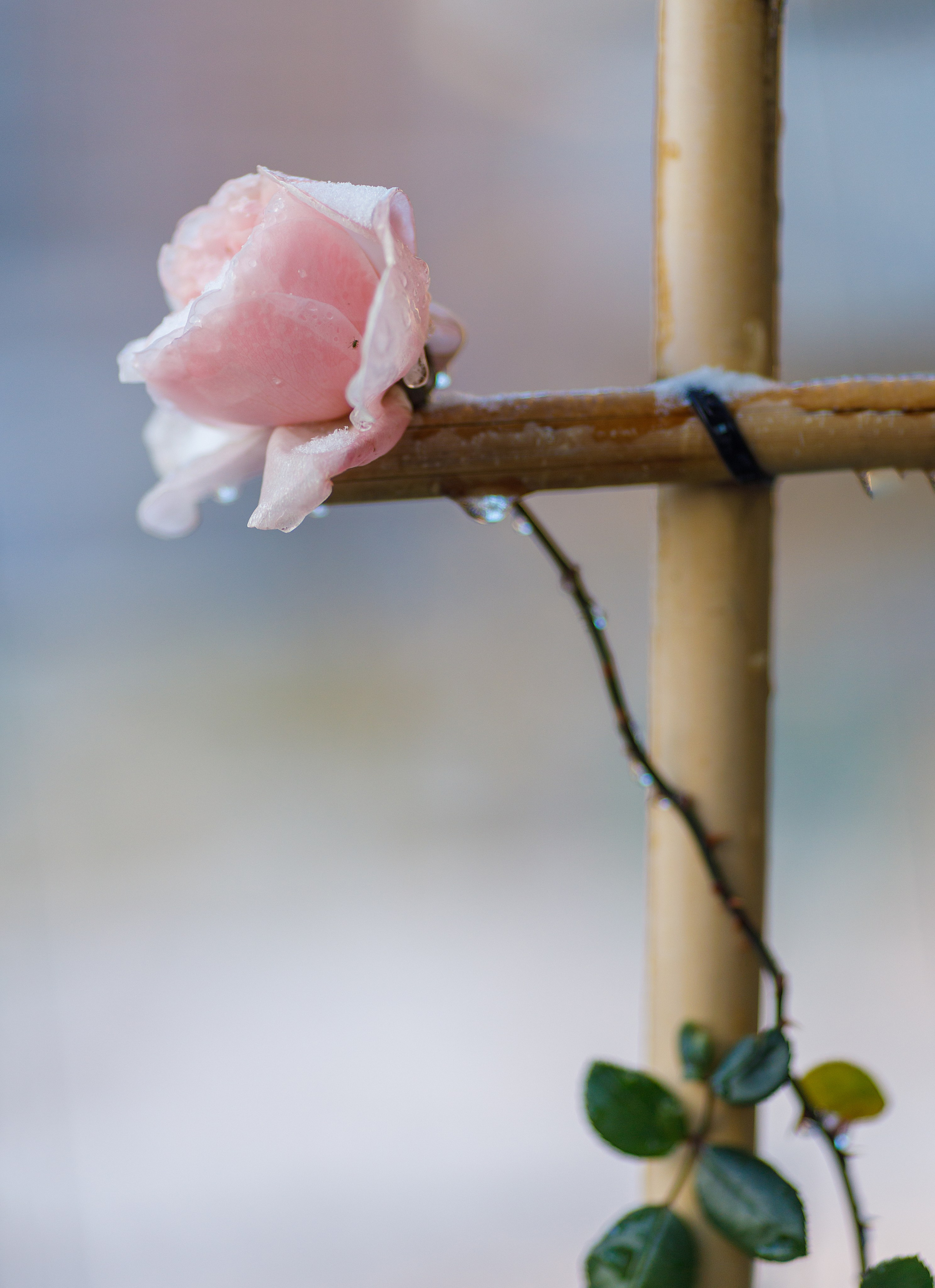 Проект «366»|2024|Фото каждый день. LENA GRACE photographer ||ЛЕНА ГРЭЙС фотограф