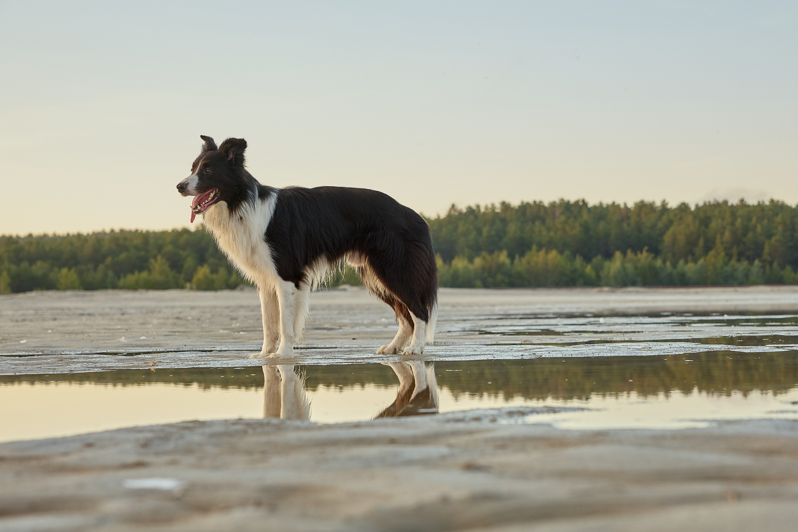 Фотосъёмка животных. Предметный и репортажный фотограф Алексей Кротов