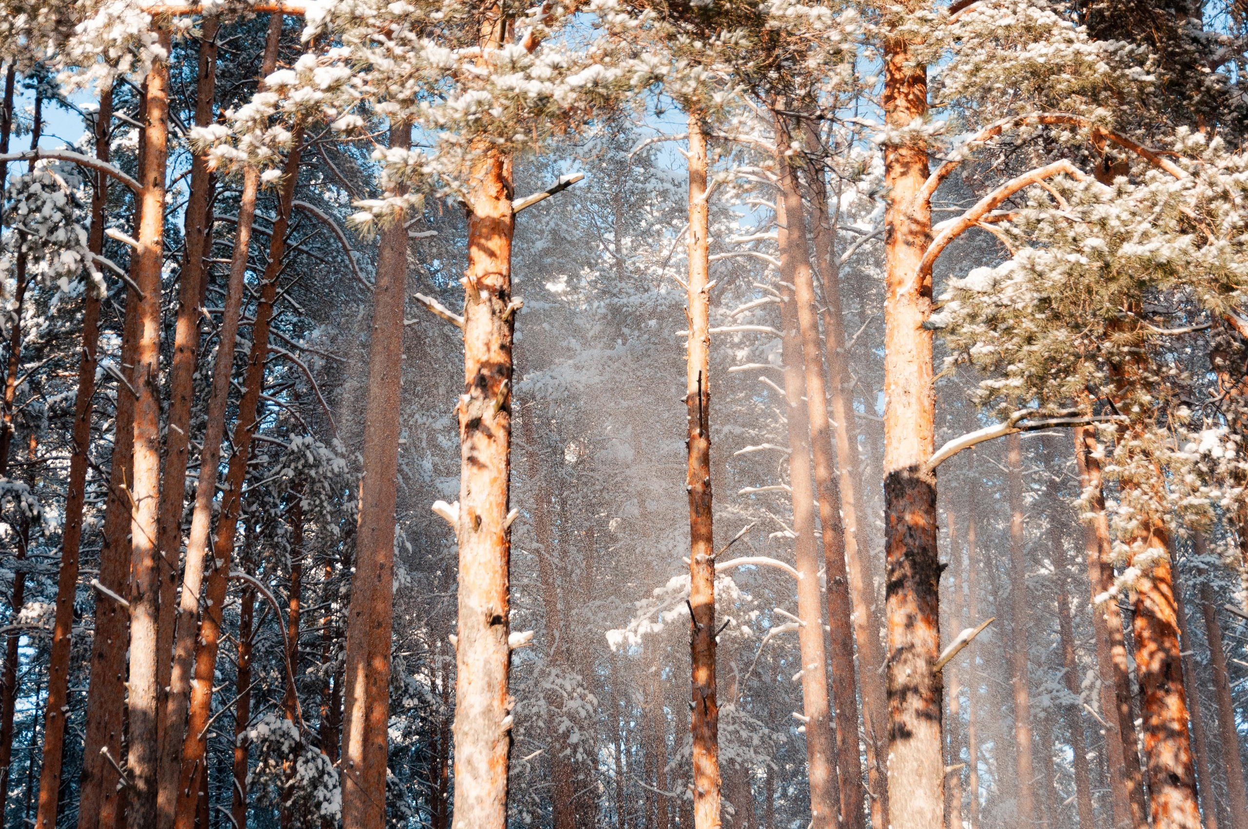 КСЮША+ВАЛЕРА+АВРОРА+РОБЕРТ. Фотограф в Ярославле Грибанова Ирина
