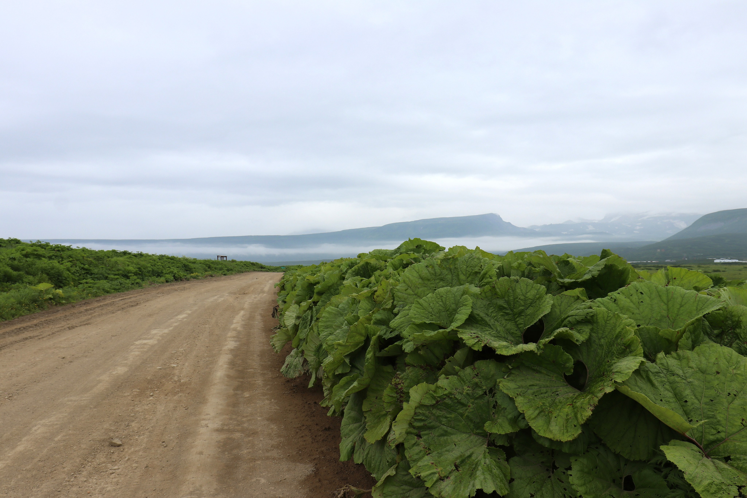 Камчатка и о. Парамушир. Июль 2024. Путешественник-фотограф из Санкт-Петербурга Татьяна Свистулина