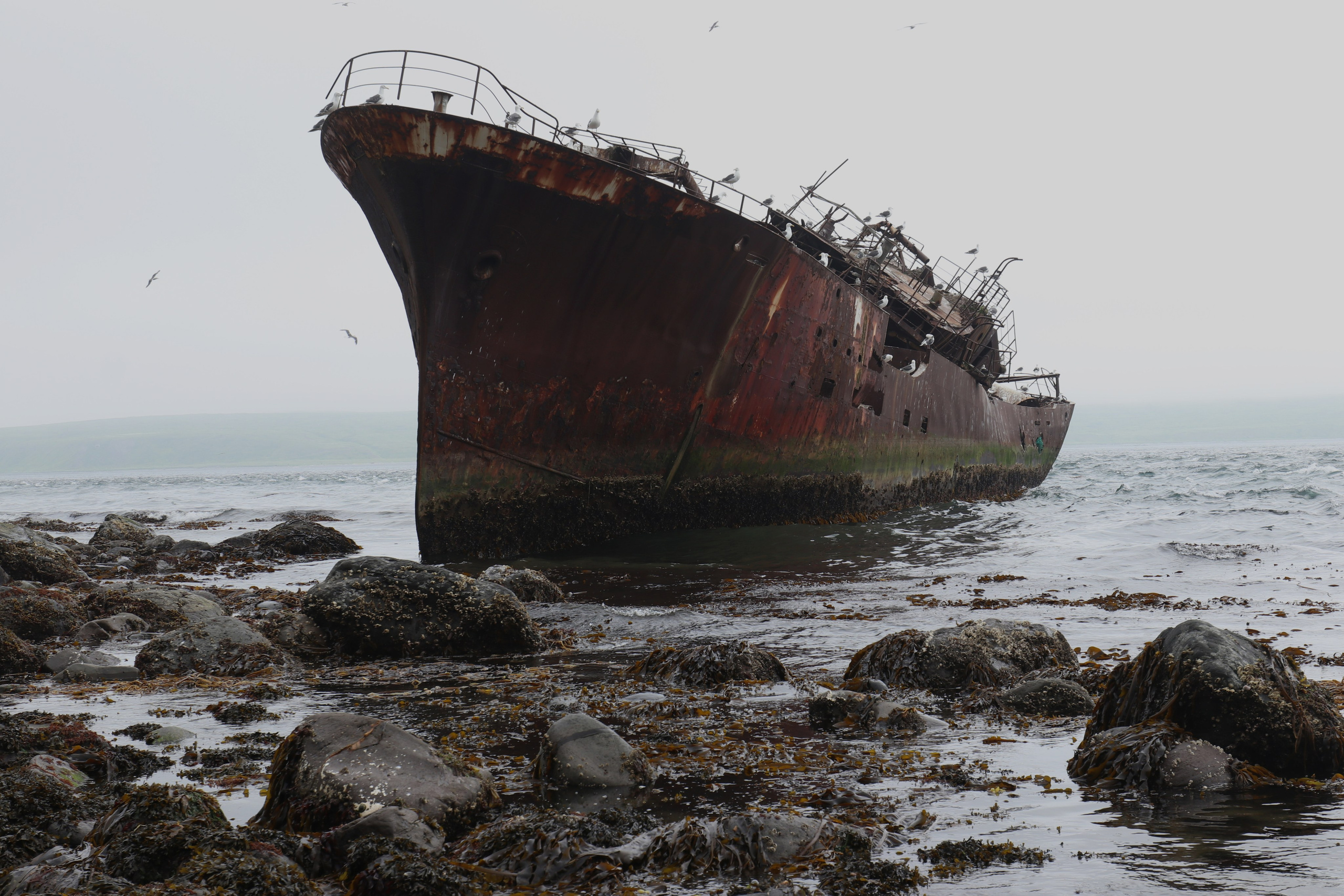 Камчатка и о. Парамушир. Июль 2024. Путешественник-фотограф из Санкт-Петербурга Татьяна Свистулина