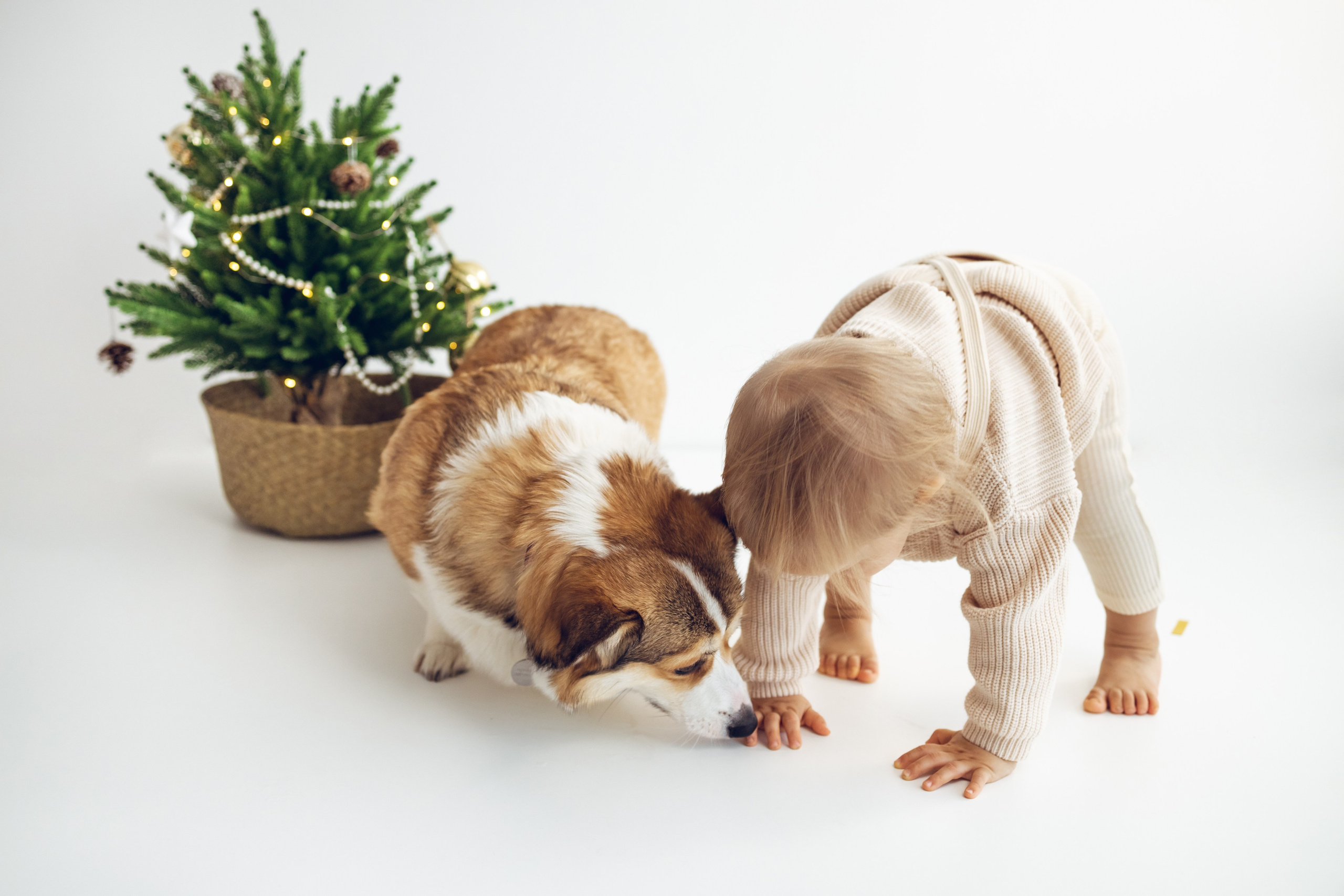 Новогодняя фотосессия семьи с ребенком в СПб |Лиммеридж. Детская фотостудия «Лиммеридж» в Санкт-Петербурге