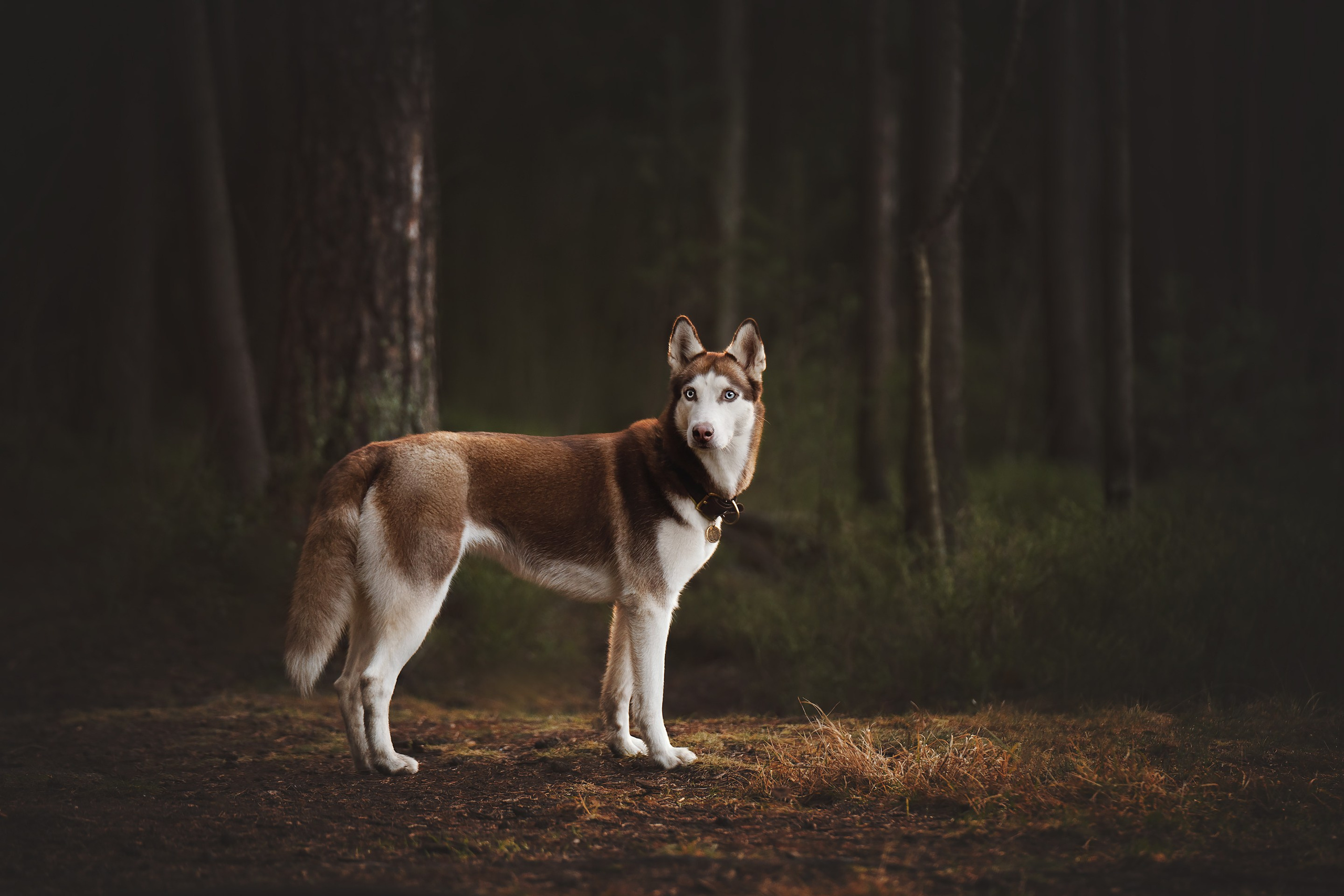 Лэя. Фотограф анималист Осипчикова Мария