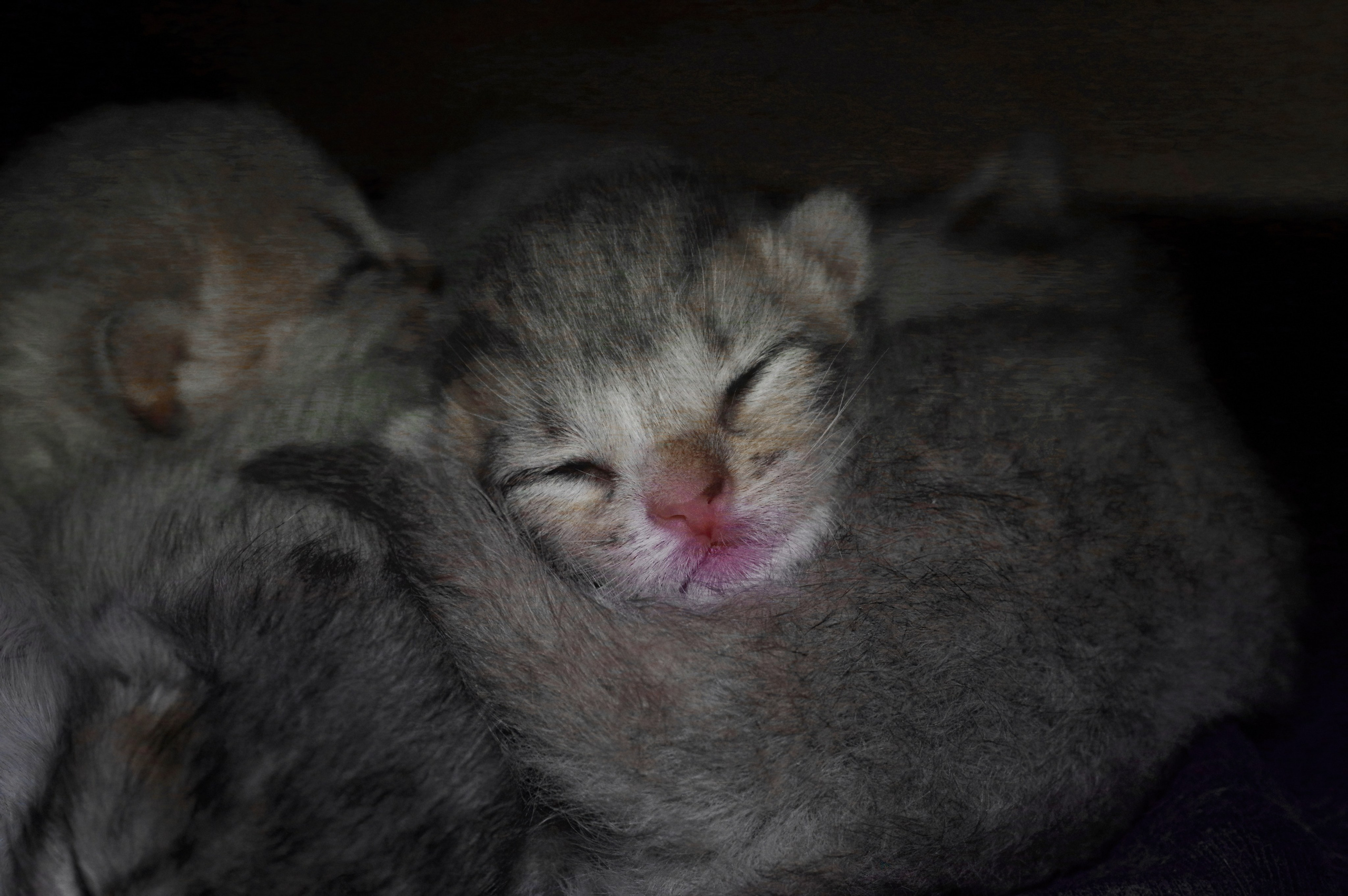 Котятам 2 дня. Вадим Шейдин