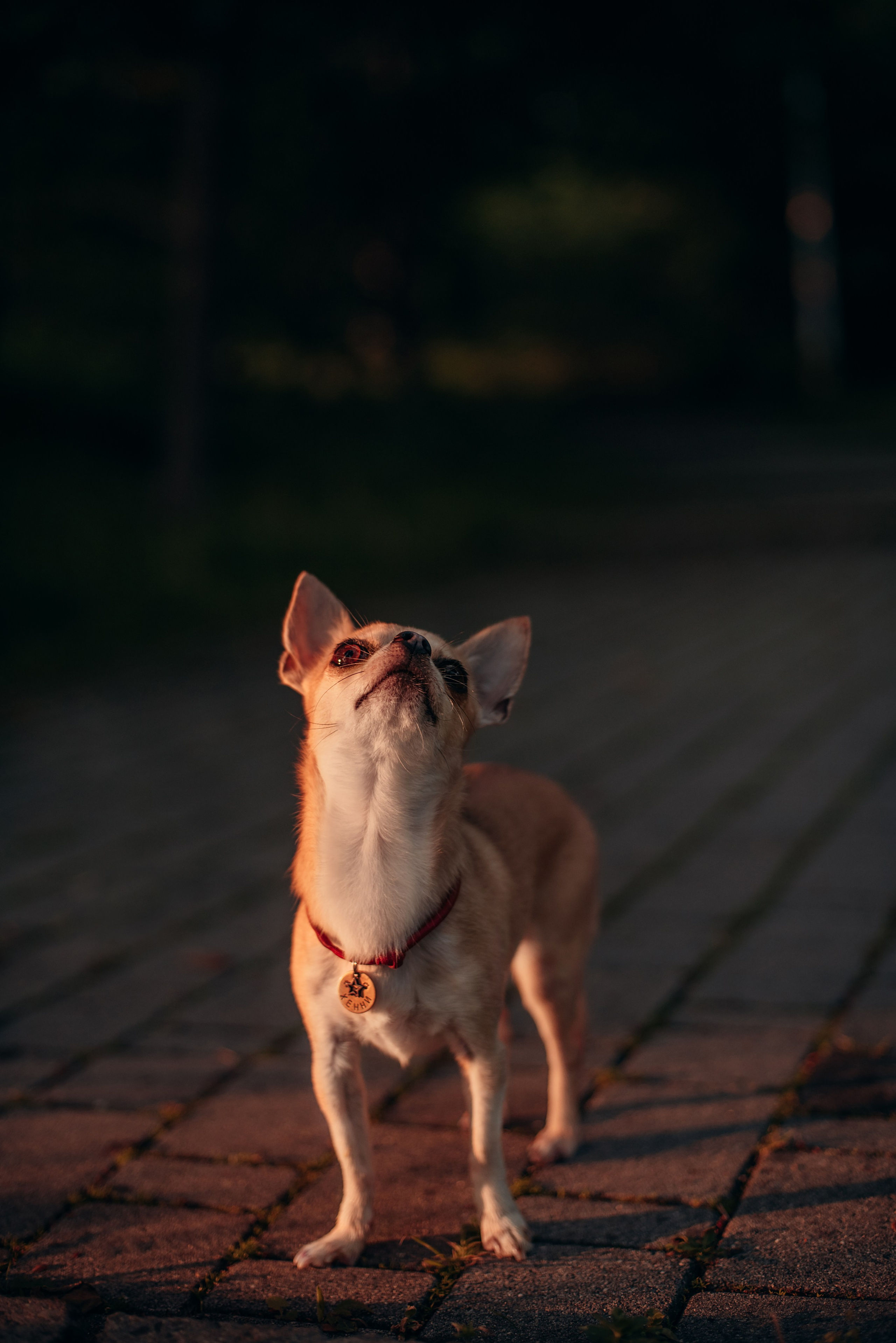Прогулка: чихуахуа Хенни и Алина во Владивостоке. Портфолио