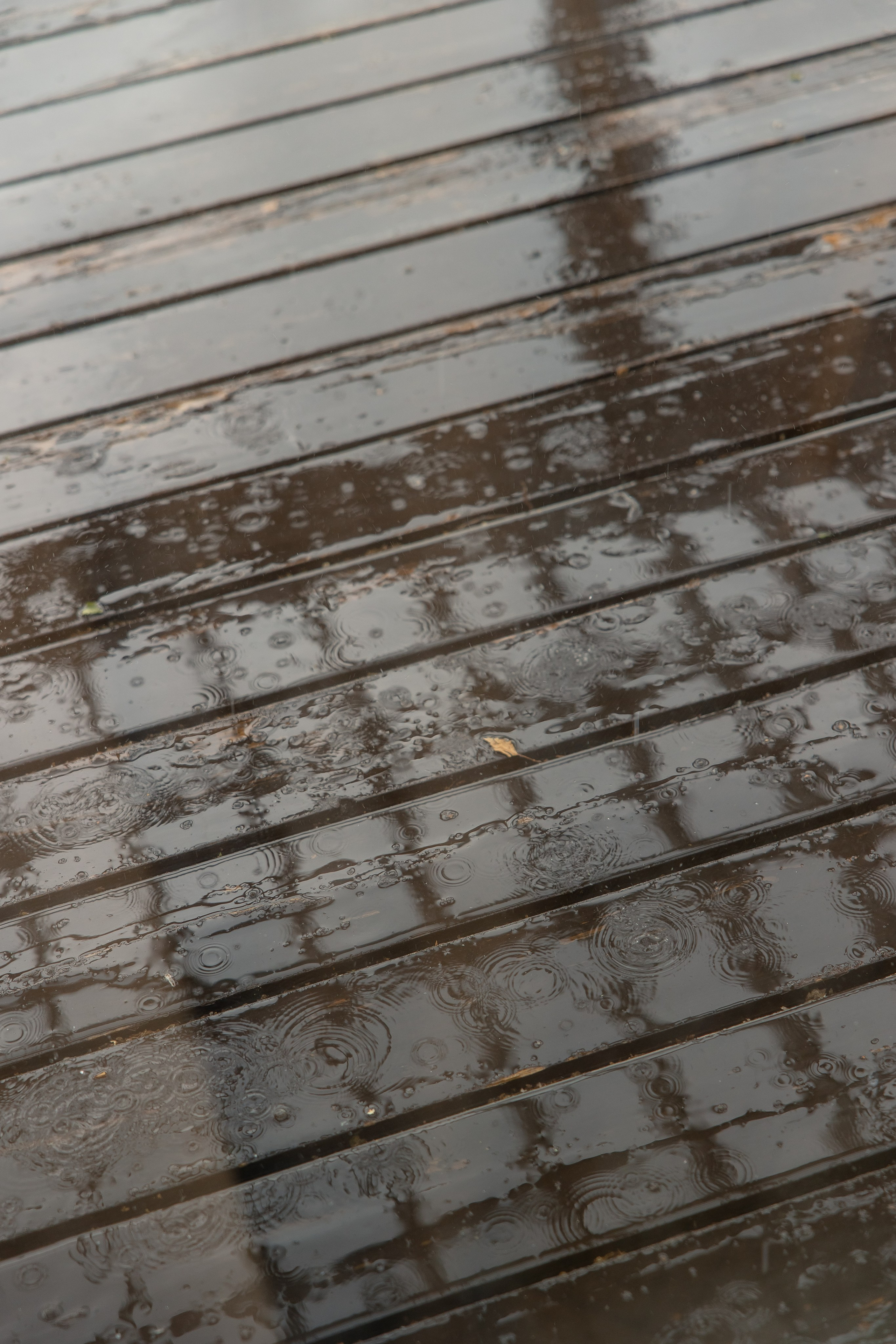 Даниил и Светлана. Свадебный и семейный фотограф в Новосибирске Наталья Зорина