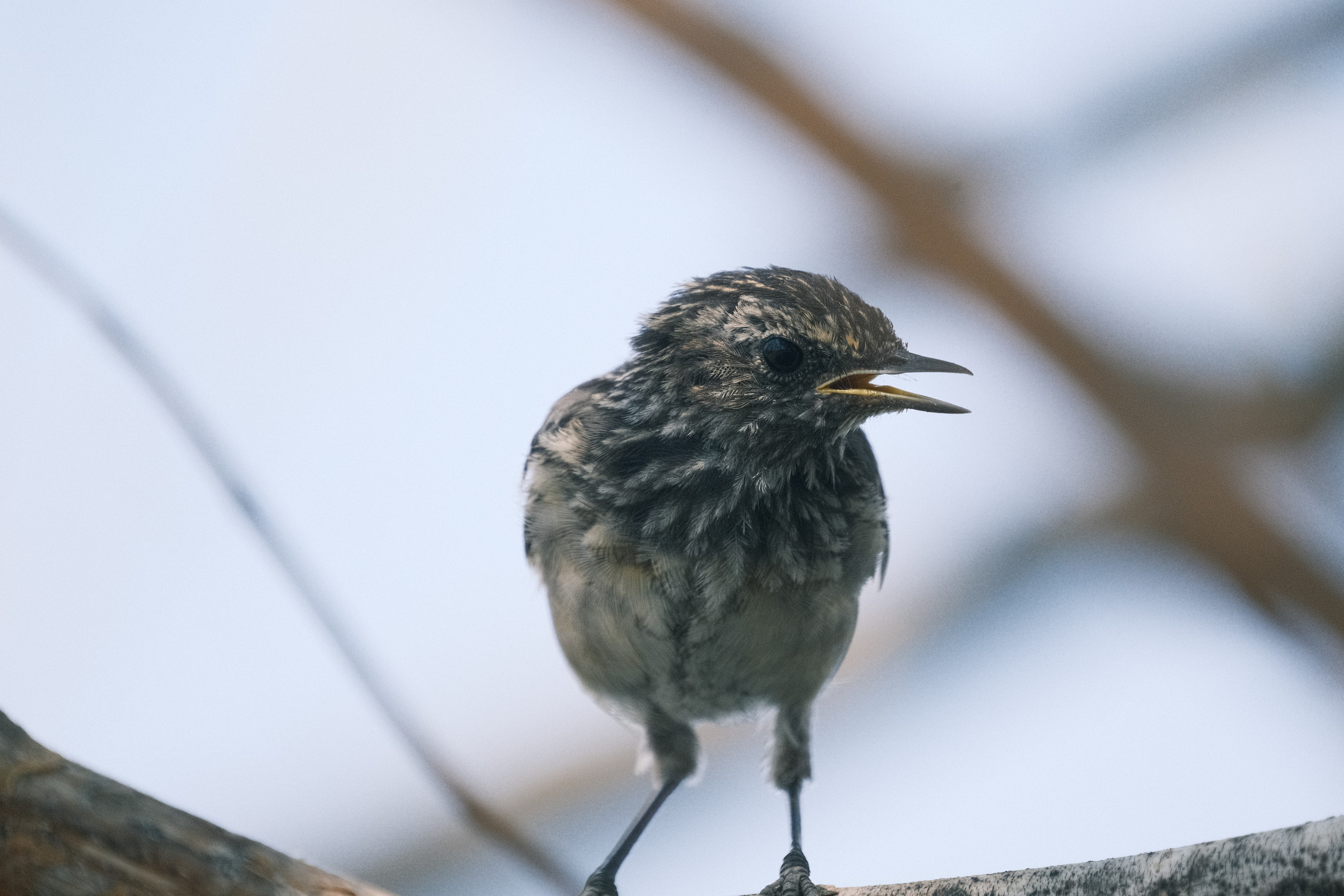 Птицы. Спортивный фотограф в Ростове-на-Дону Сергей Реусин