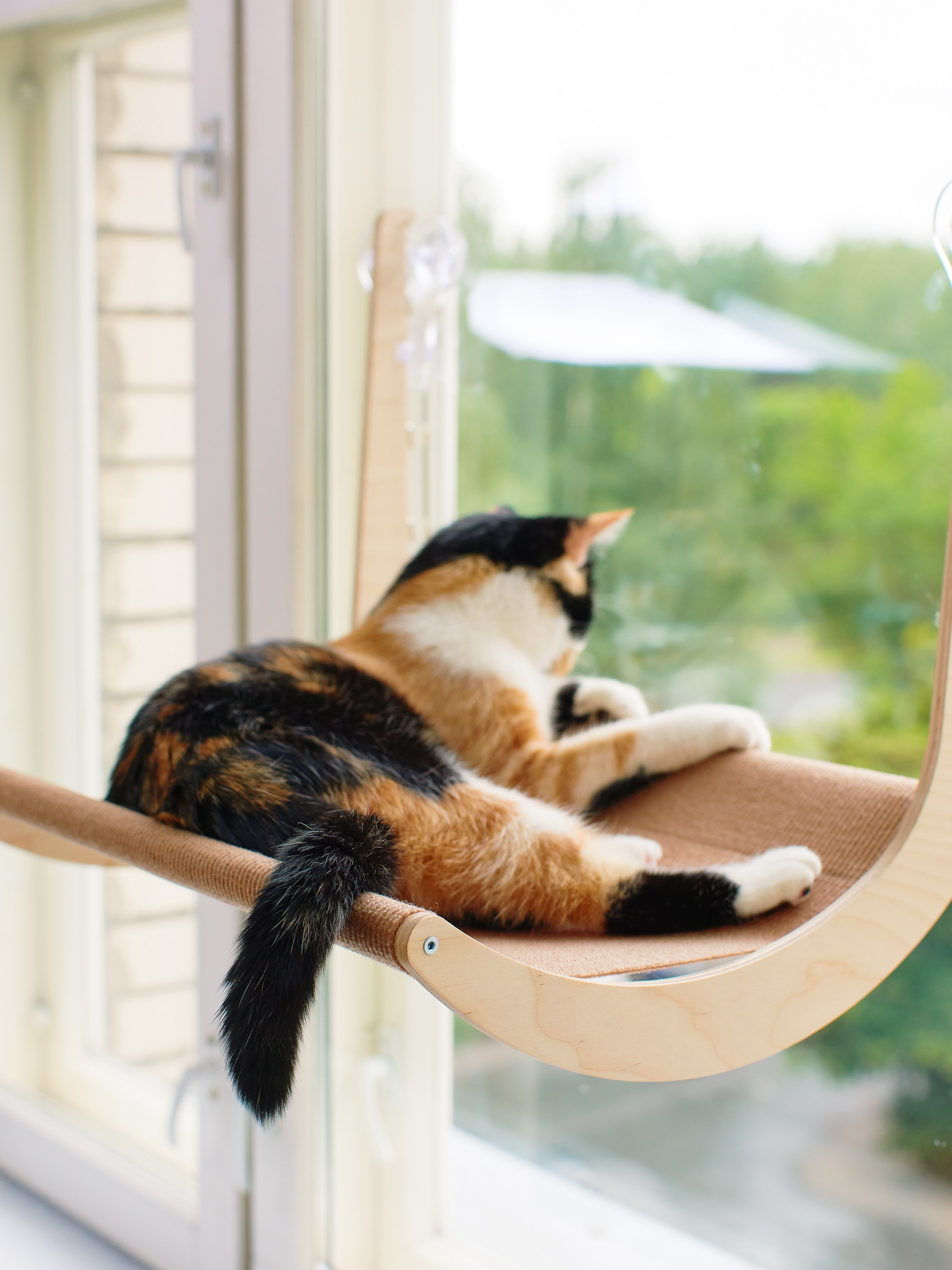 Товары для животных. Предметный фотограф, инфографика и видео в Санкт-Петербурге